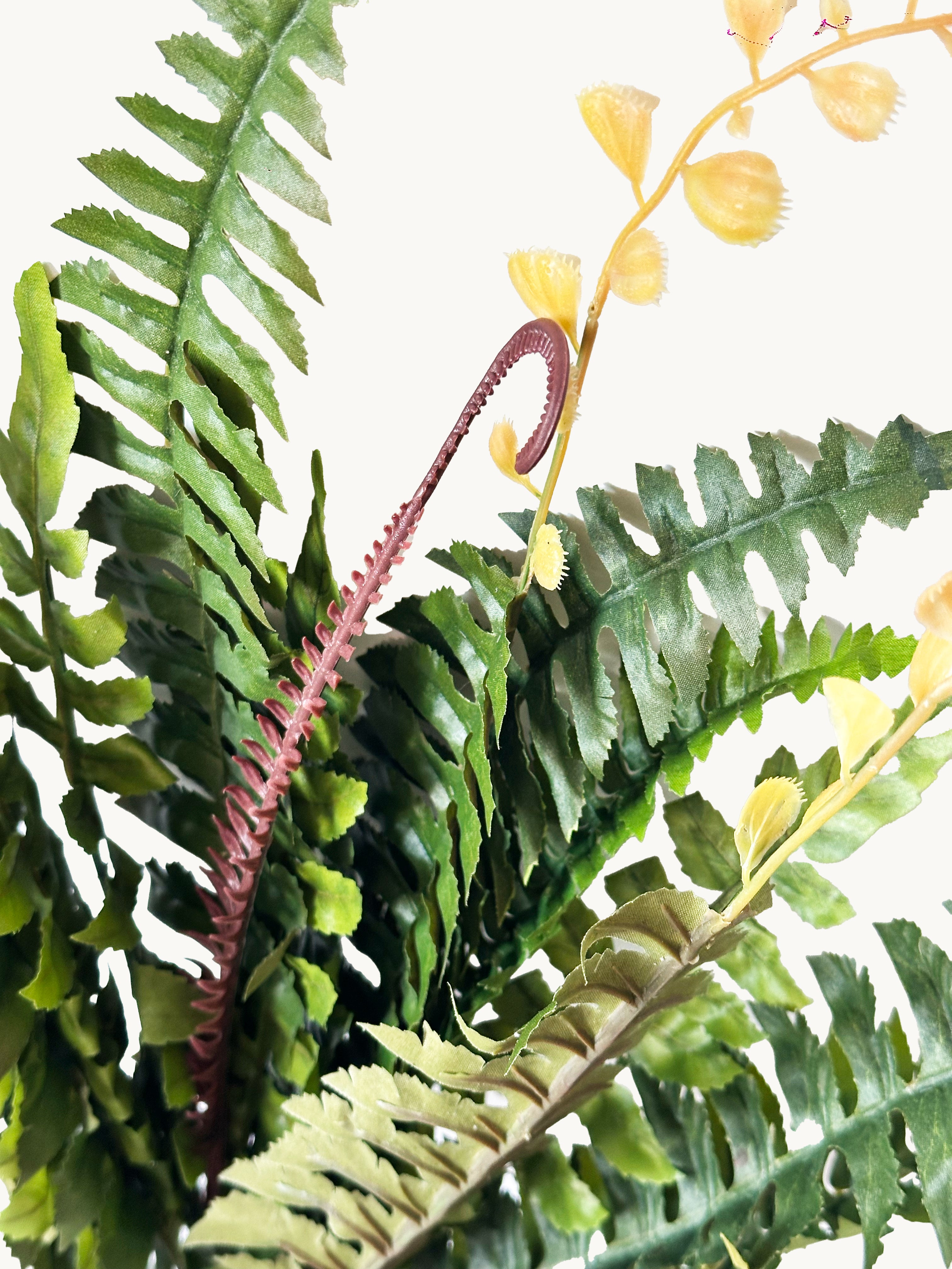 18-leaflet Small Boston Fern Fronds