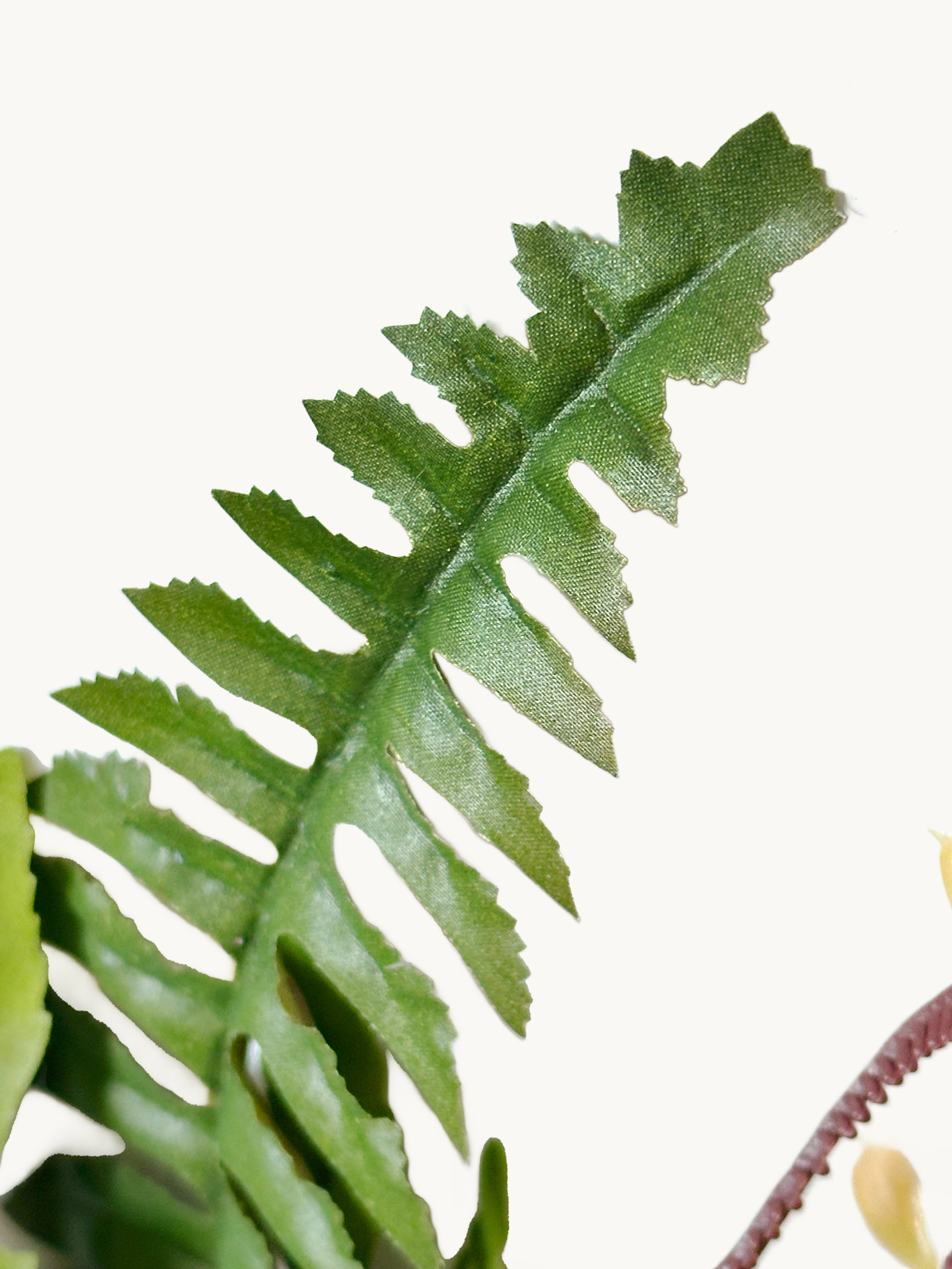 18-leaflet Small Boston Fern Fronds