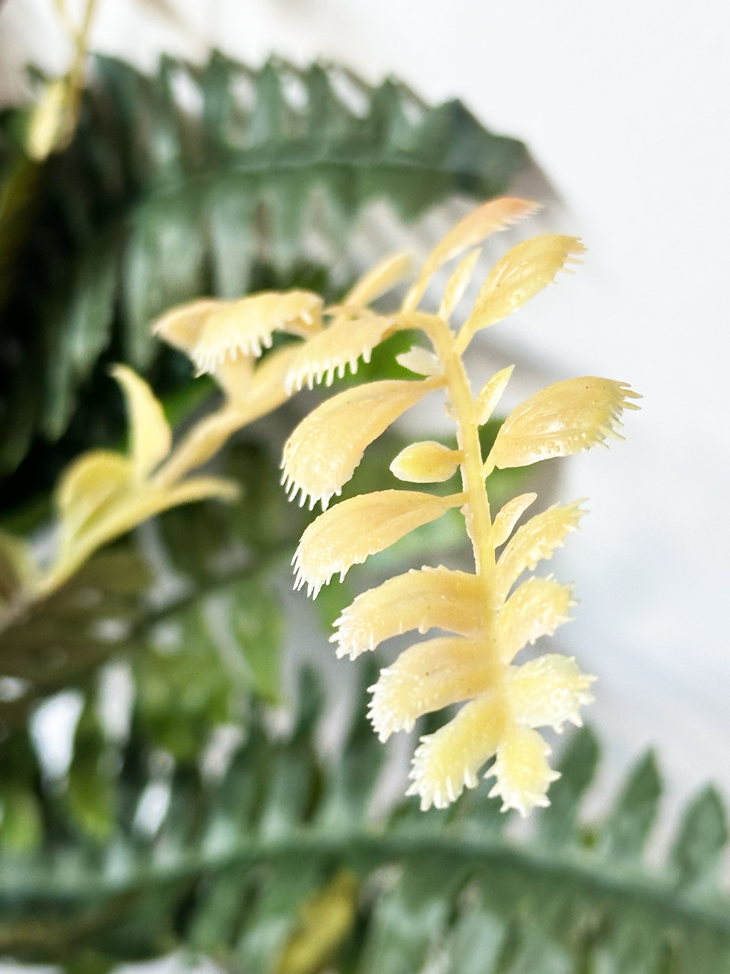 18-leaflet Small Boston Fern Fronds