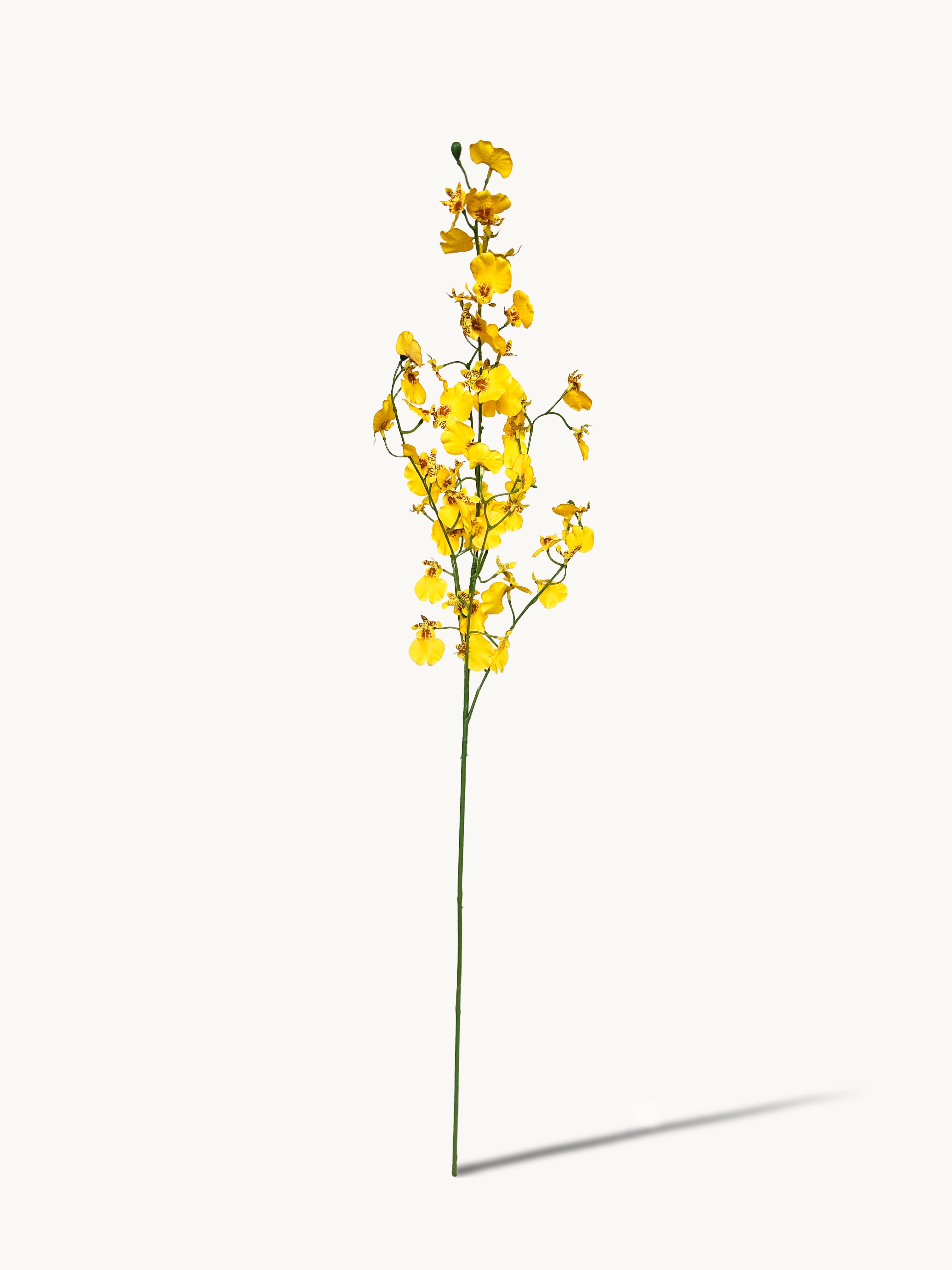 Fleeting Years 7 - fork Princess Dancing Orchid (Yellow)
