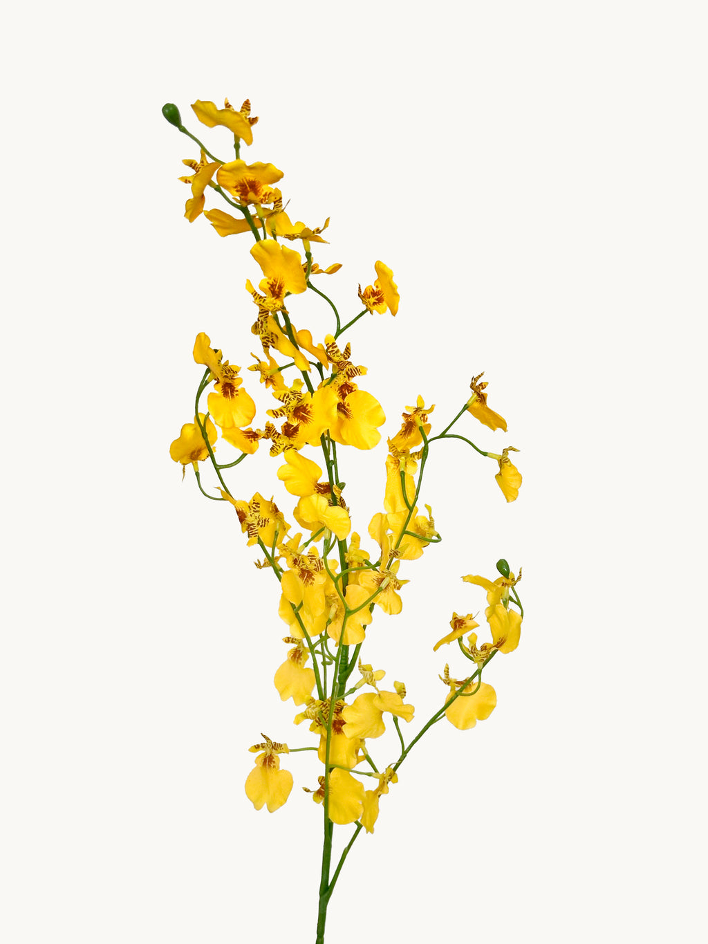 Fleeting Years 7 - fork Princess Dancing Orchid (Yellow)
