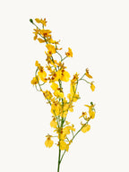 Fleeting Years 7 - fork Princess Dancing Orchid (Yellow)