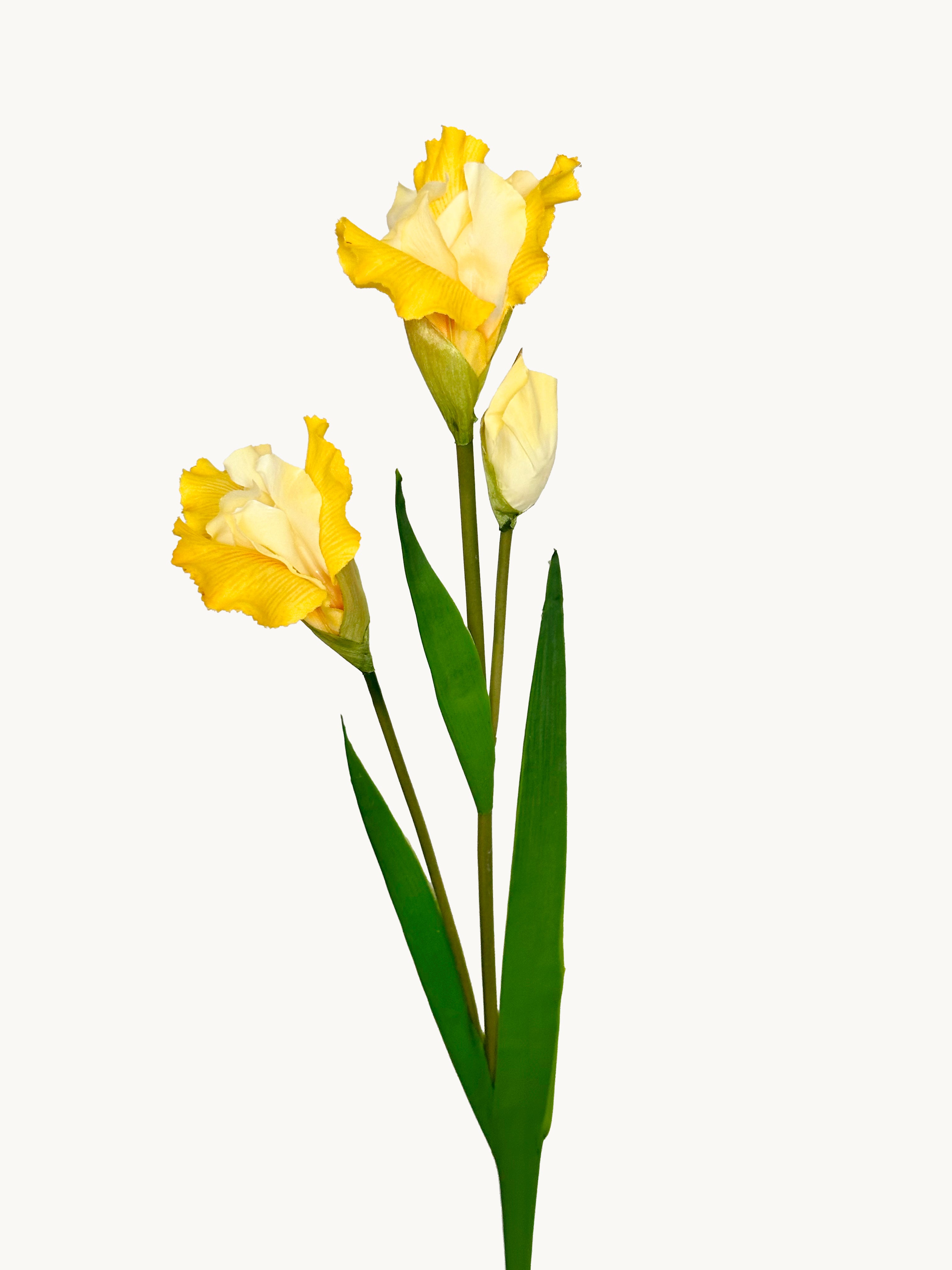 Amaranton 32" Realistic Iris with 2 Blooms and 1 Bud - Yellow