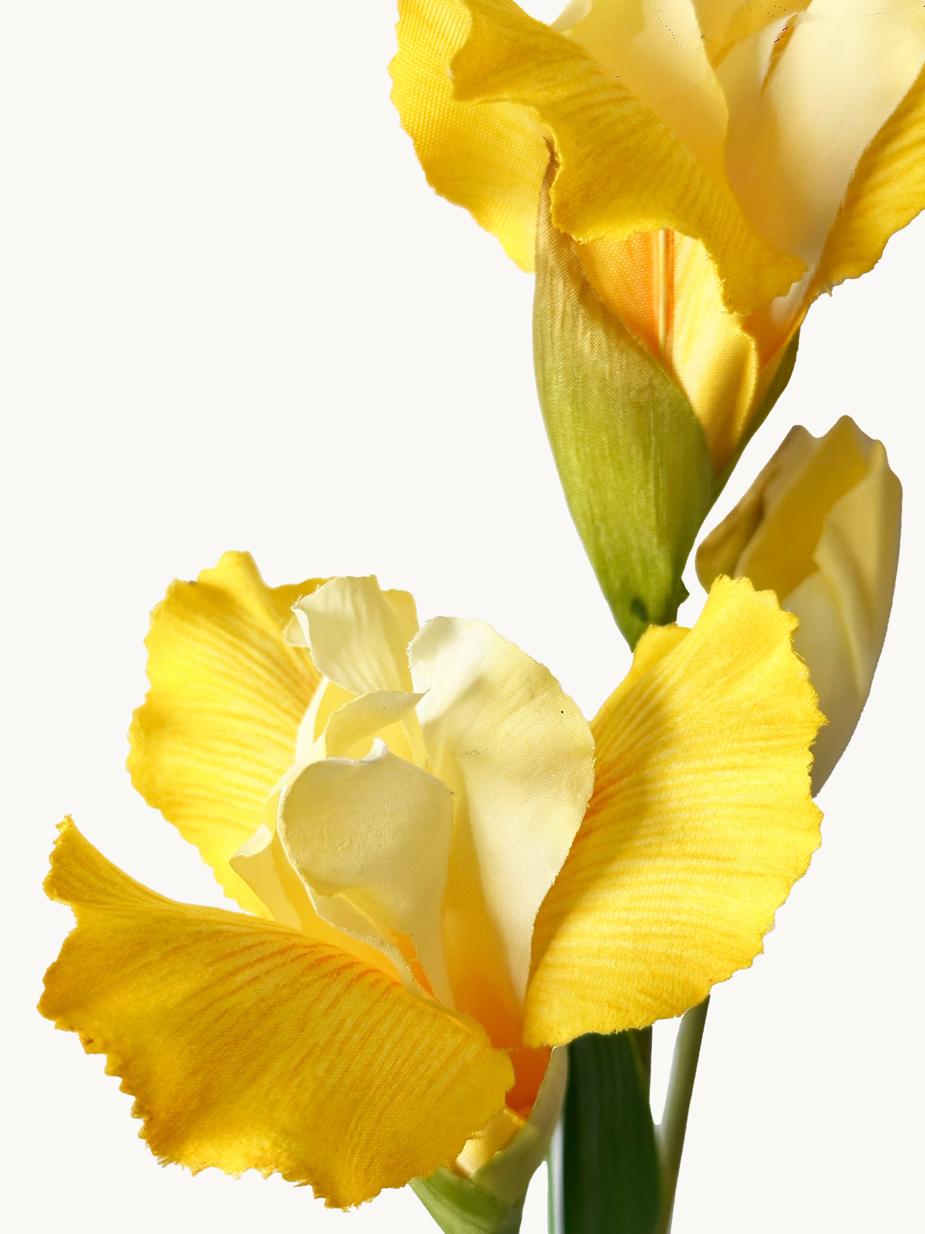 Amaranton 32" Realistic Iris with 2 Blooms and 1 Bud - Yellow