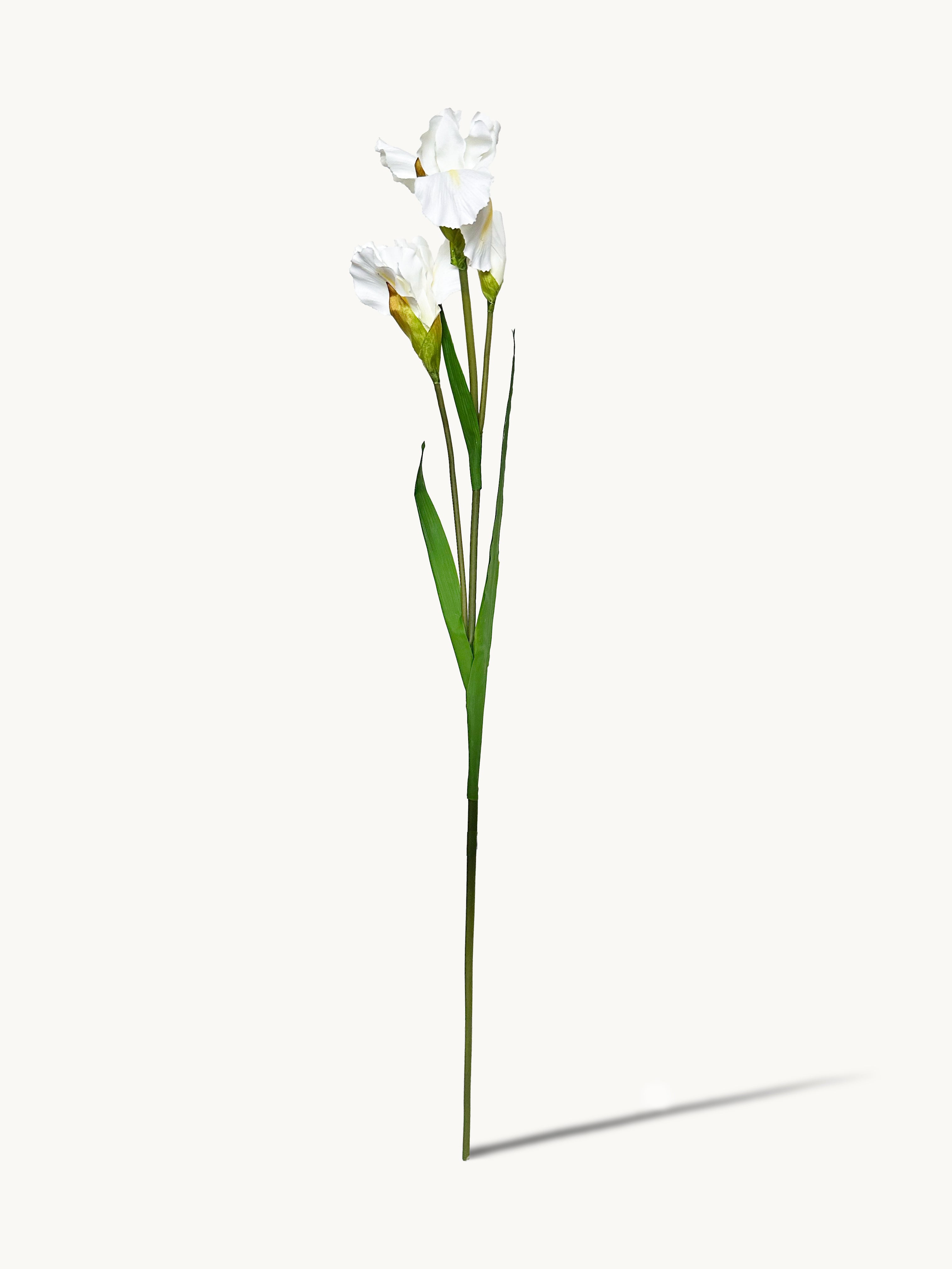 Amaranton 32" Realistic Iris with 2 Blooms and 1 Bud - White