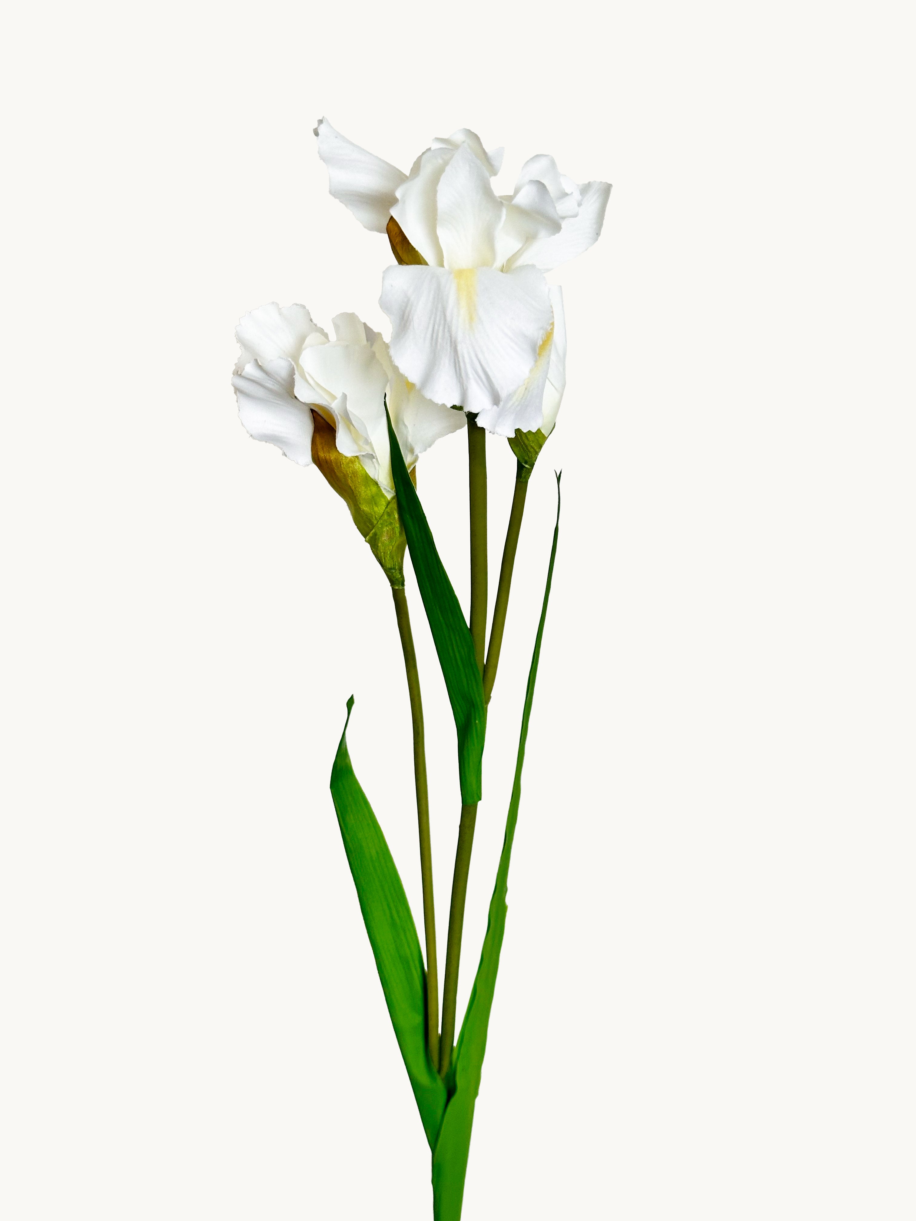 Amaranton 32" Realistic Iris with 2 Blooms and 1 Bud - White