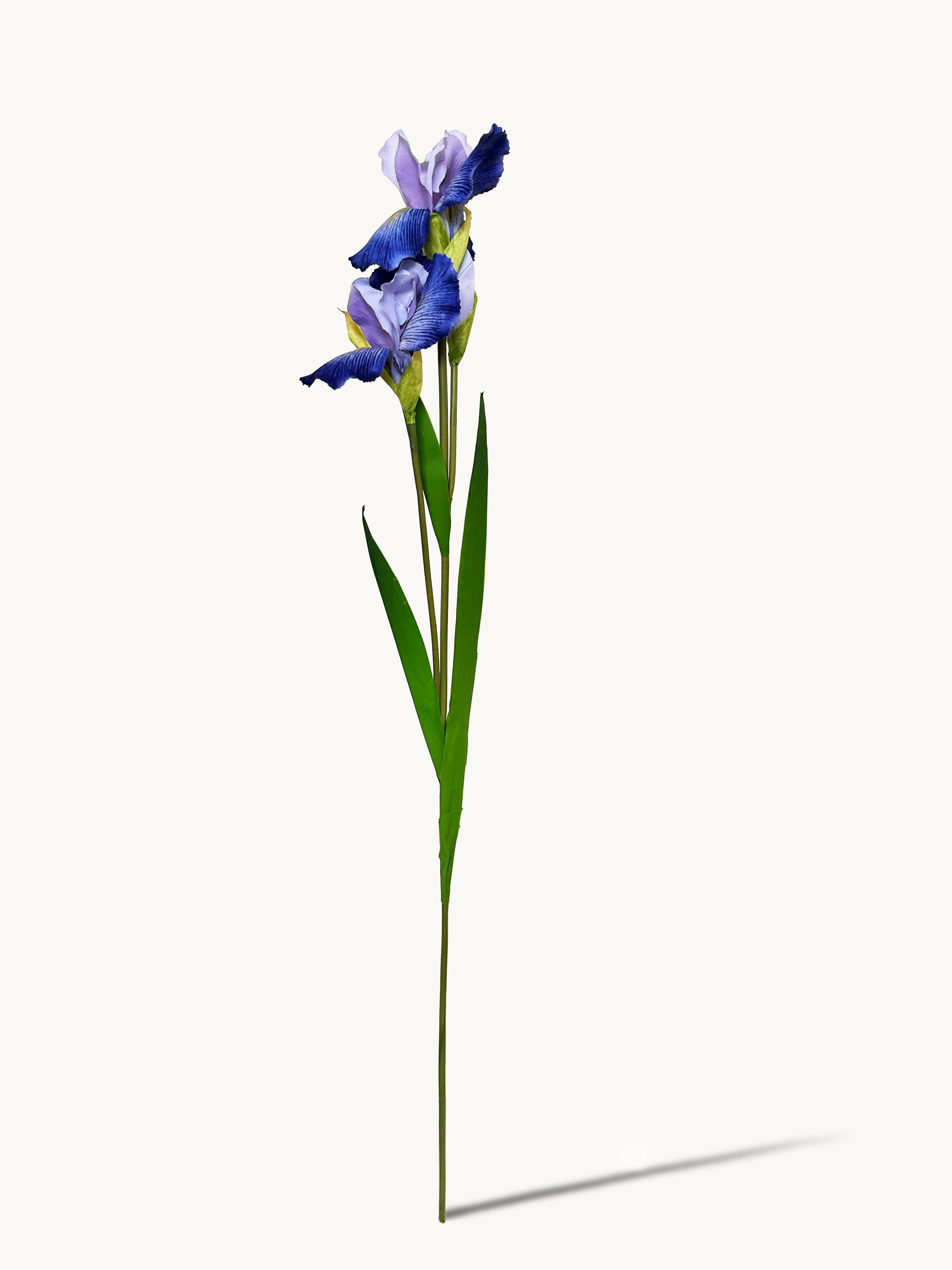 Amaranton 32" Realistic Iris - Bluish Purple