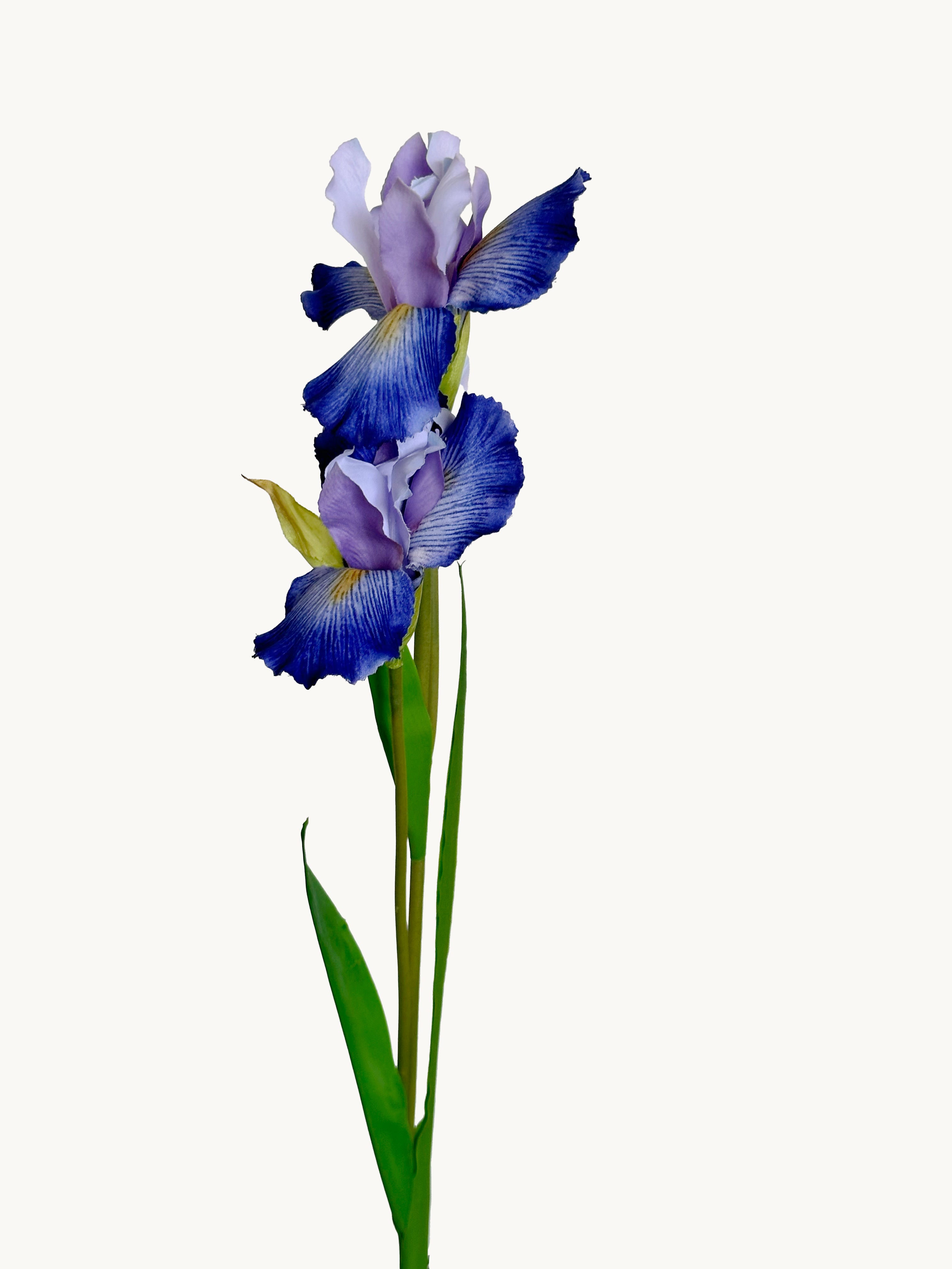 Amaranton 32" Realistic Iris - Bluish Purple