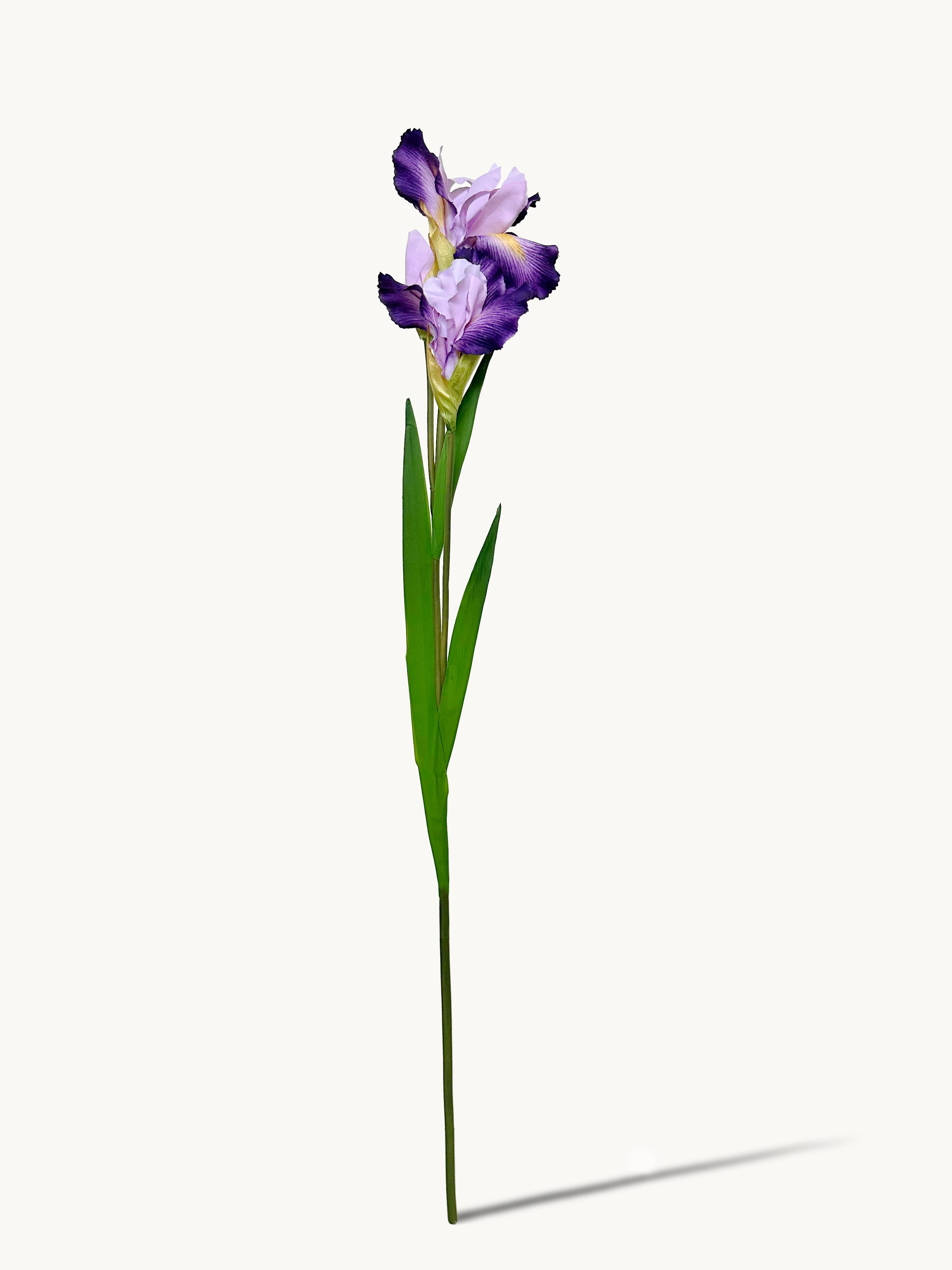 Amaranton 32" Realistic Iris - Purple