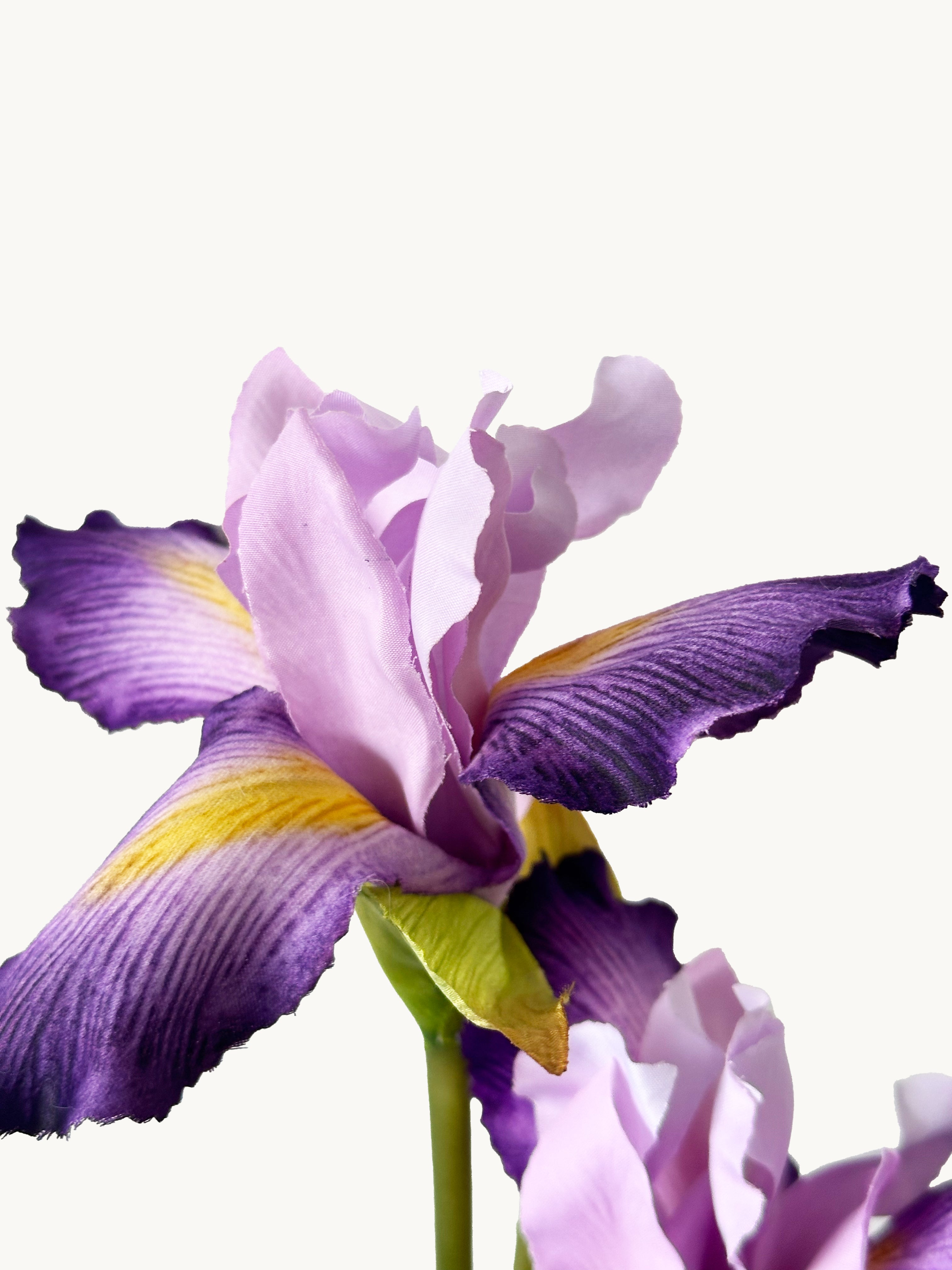 Amaranton 32" Realistic Iris - Purple