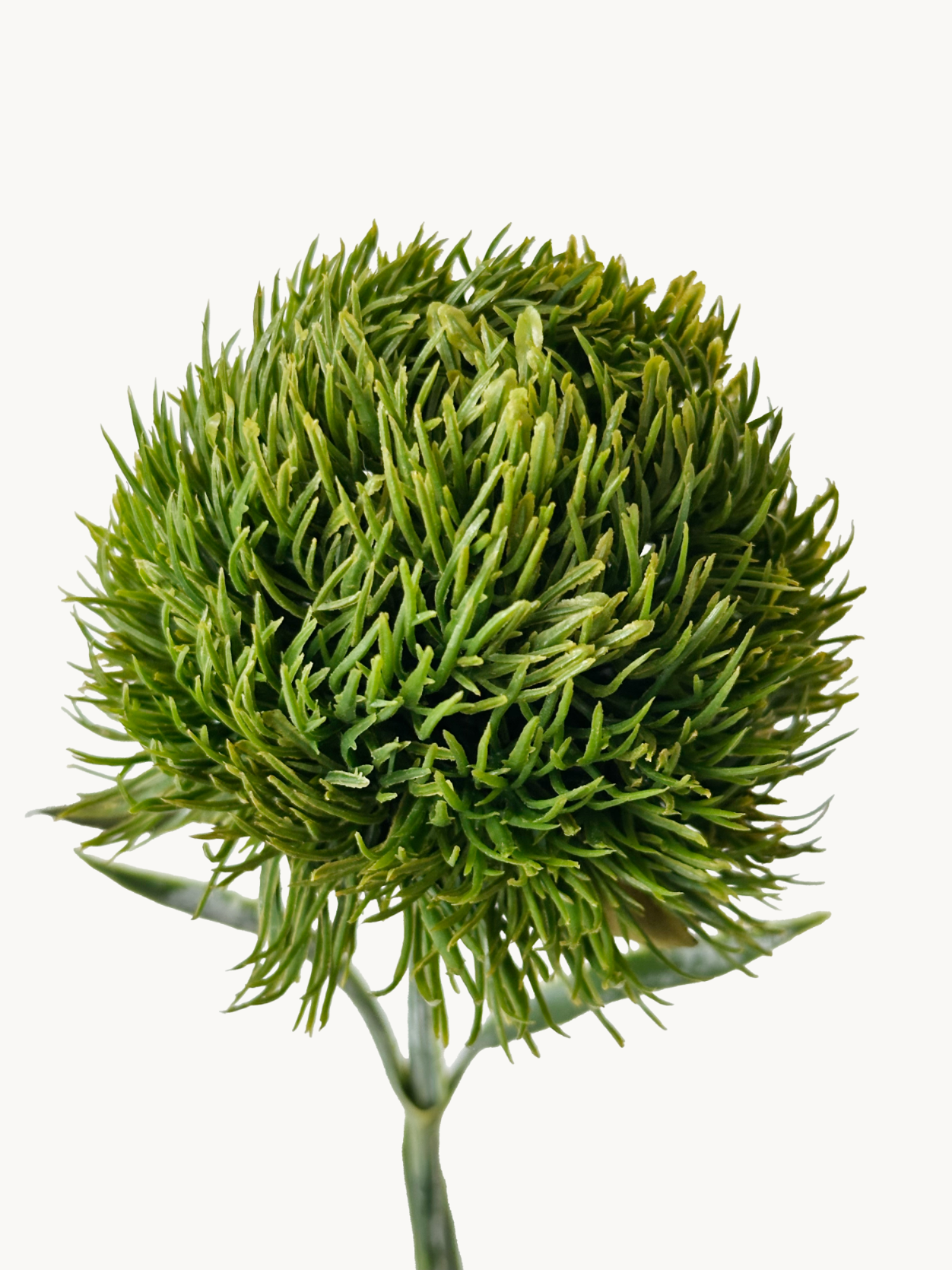 Amaranton™ 13" Realistica™ Sweet William - Dark Green