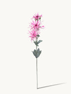 Amaranton 32" Realistic 3 - Bloom Spider Chrysanthemum - Pink