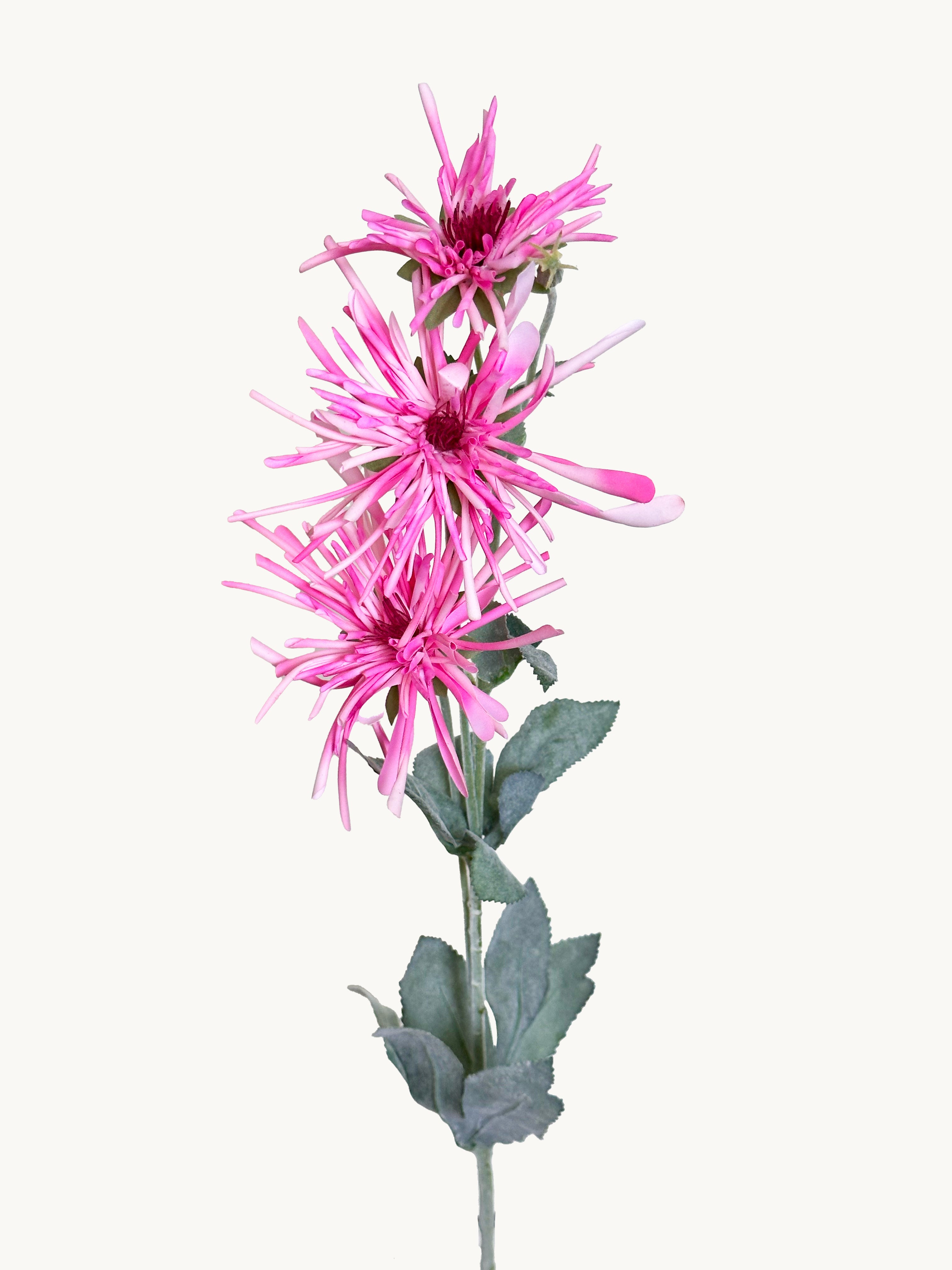 Amaranton 32" Realistic 3 - Bloom Spider Chrysanthemum - Pink