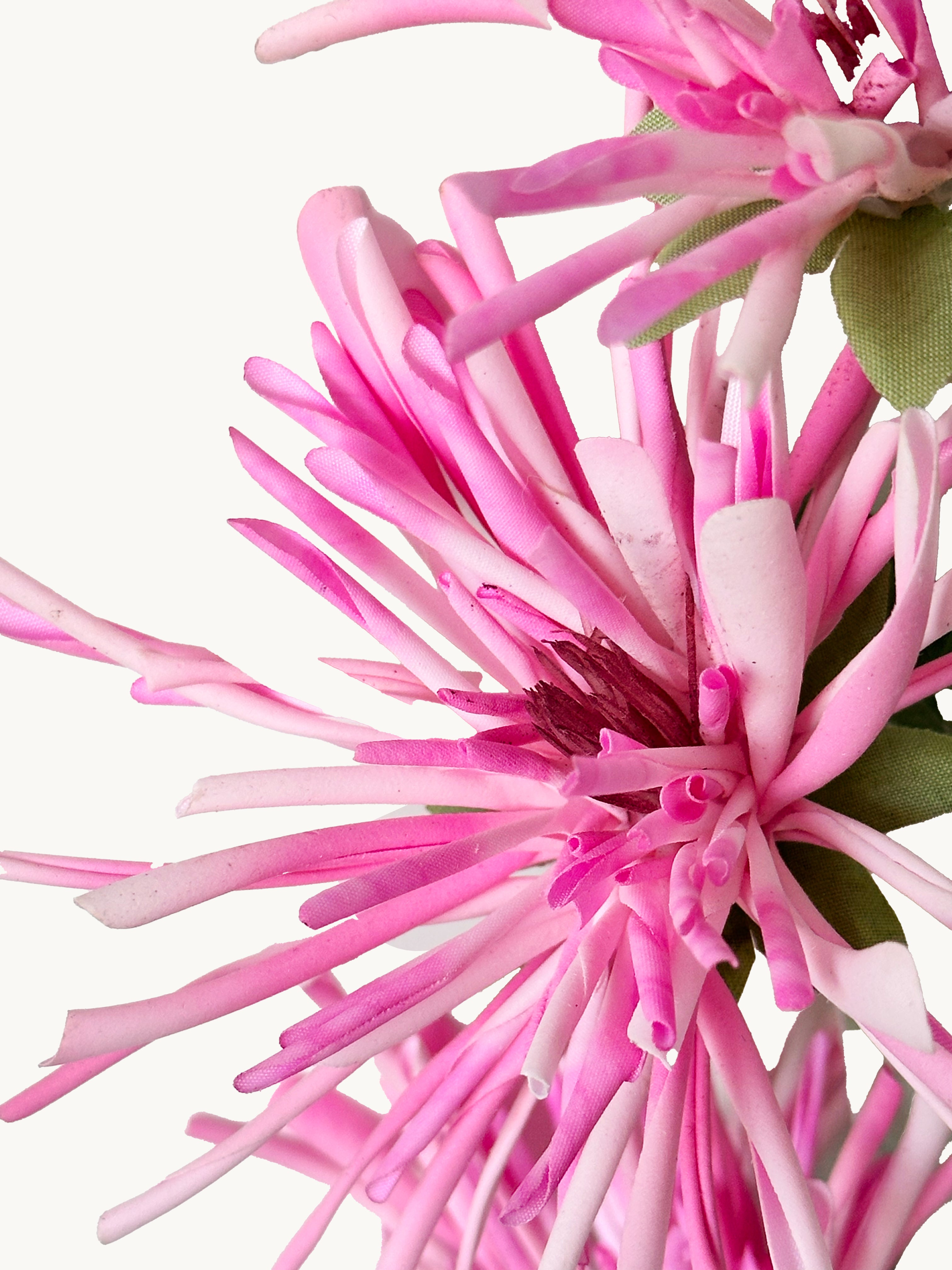Amaranton 32" Realistic 3 - Bloom Spider Chrysanthemum - Pink