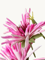 Amaranton 32" Realistic 3 - Bloom Spider Chrysanthemum - Pink