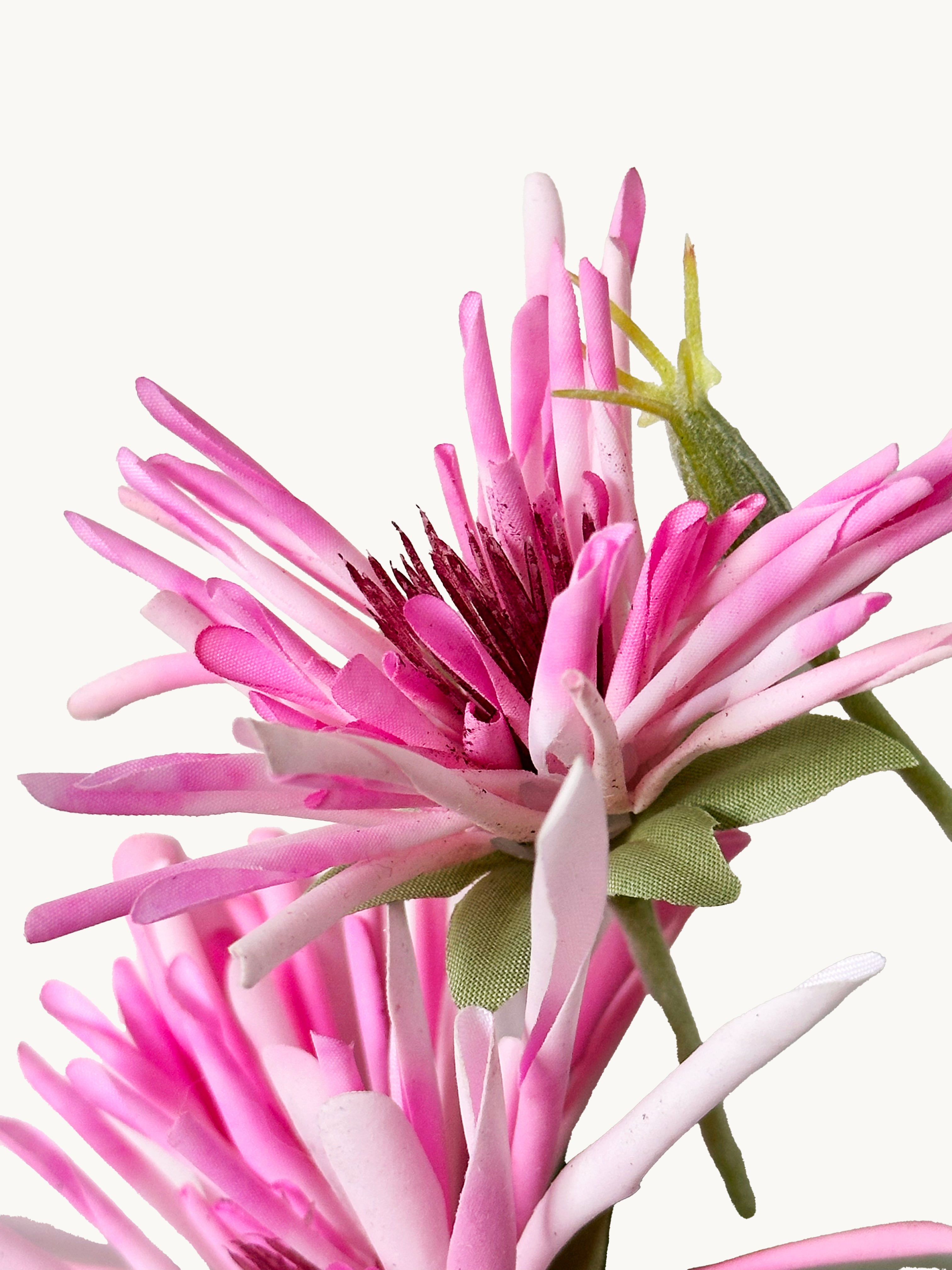 Amaranton 32" Realistic 3 - Bloom Spider Chrysanthemum - Pink