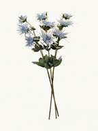 Amaranton 32" Realistic 3 - Bloom Spider Chrysanthemum - Blue