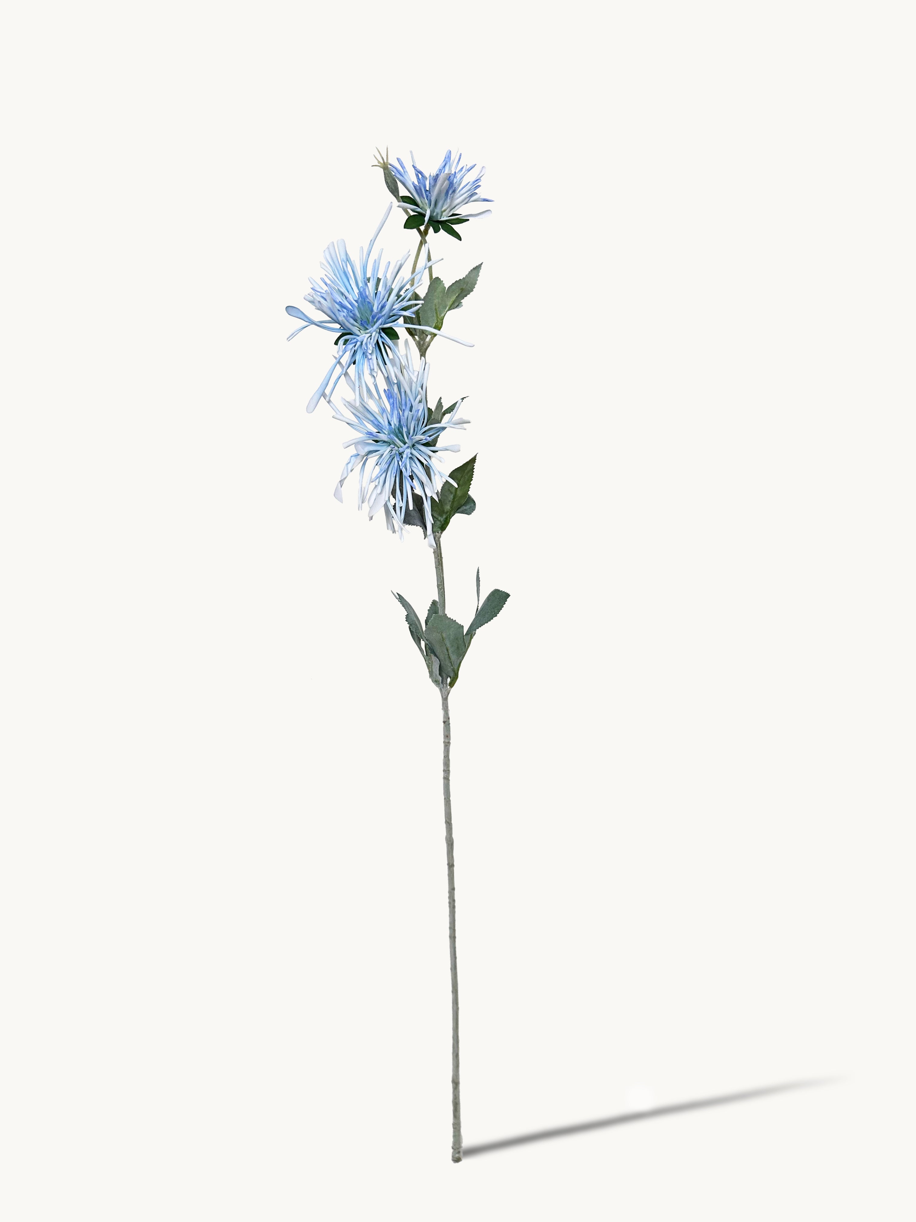 Amaranton 32" Realistic 3 - Bloom Spider Chrysanthemum - Blue