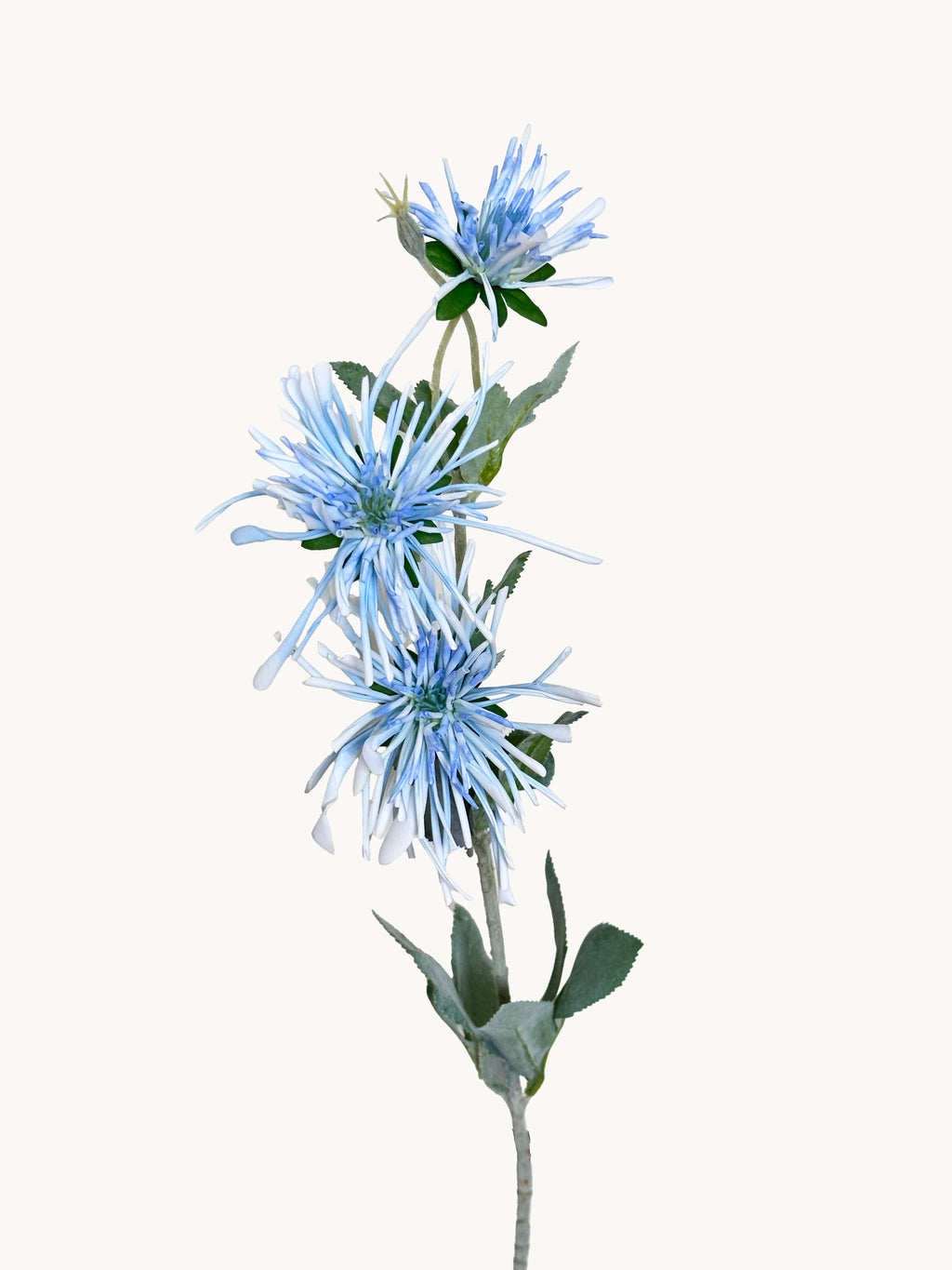 Amaranton 32" Realistic 3 - Bloom Spider Chrysanthemum - Blue