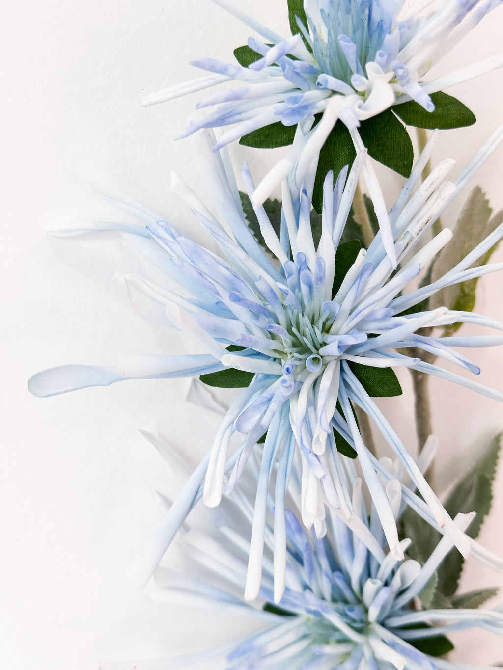 Amaranton 32" Realistic 3 - Bloom Spider Chrysanthemum - Blue