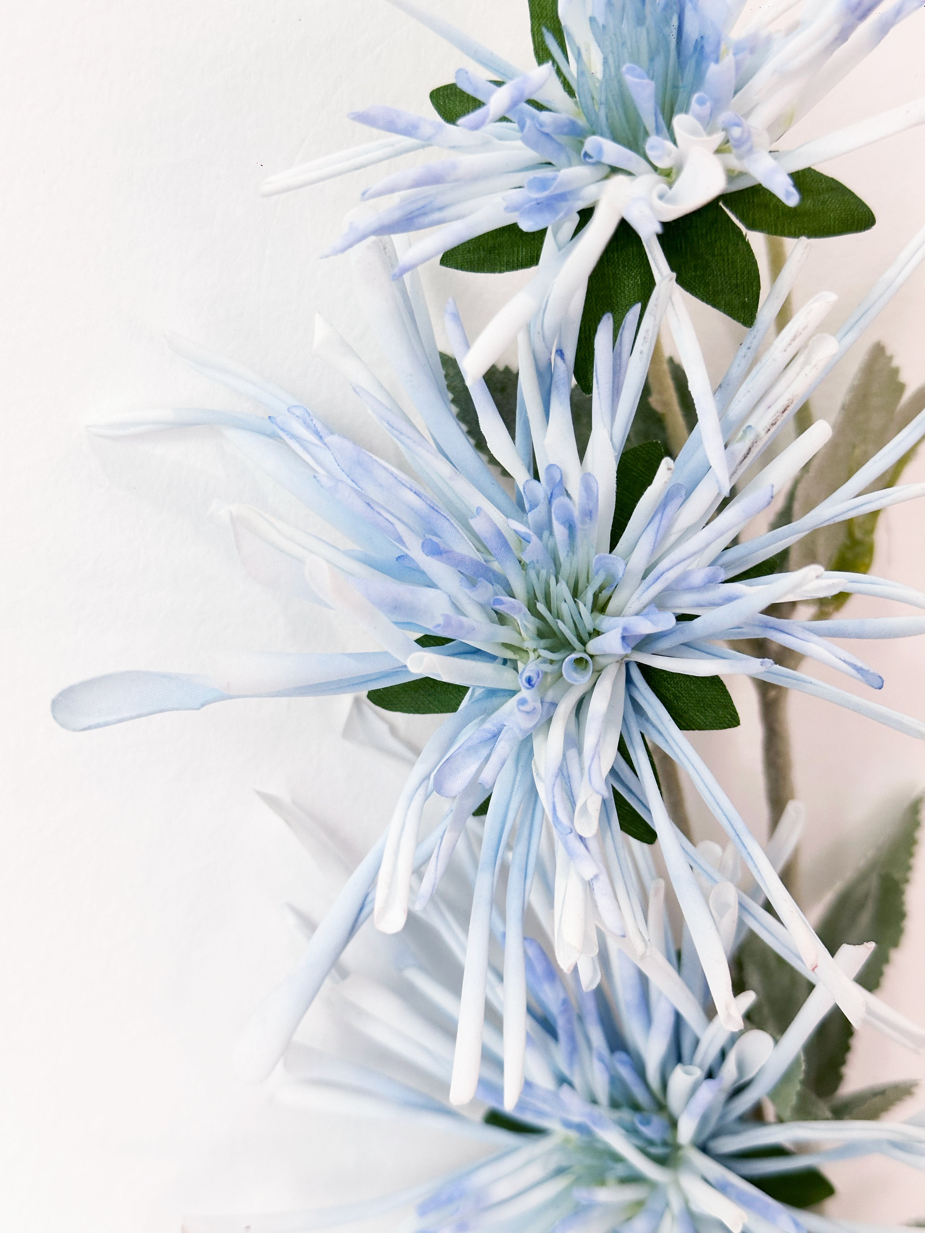 Amaranton 32" Realistic 3 - Bloom Spider Chrysanthemum - Blue