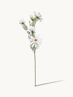 Amaranton 27" Realistic 4 - Bloom Cosmos - White