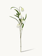 Elegant White Fritillaria Stem - White