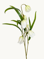 Elegant White Fritillaria Stem - White