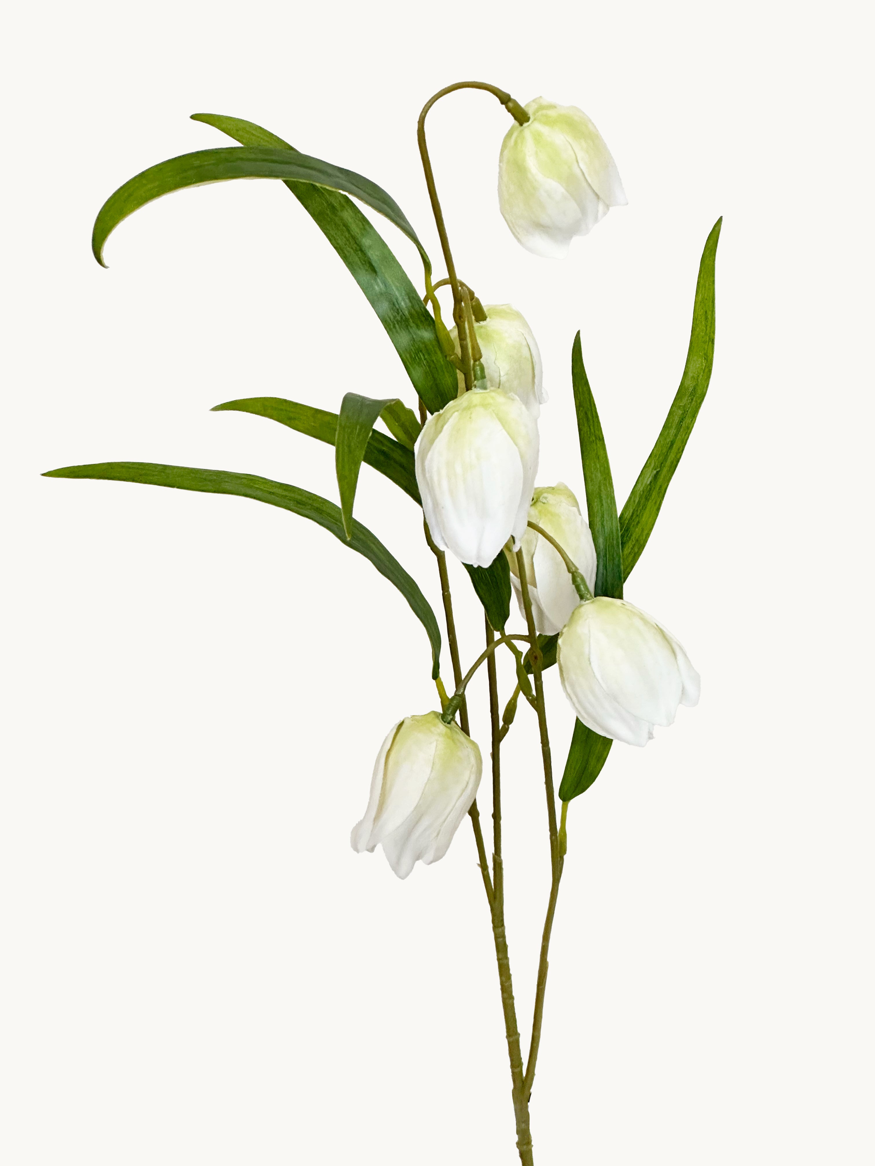 Elegant White Fritillaria Stem - White