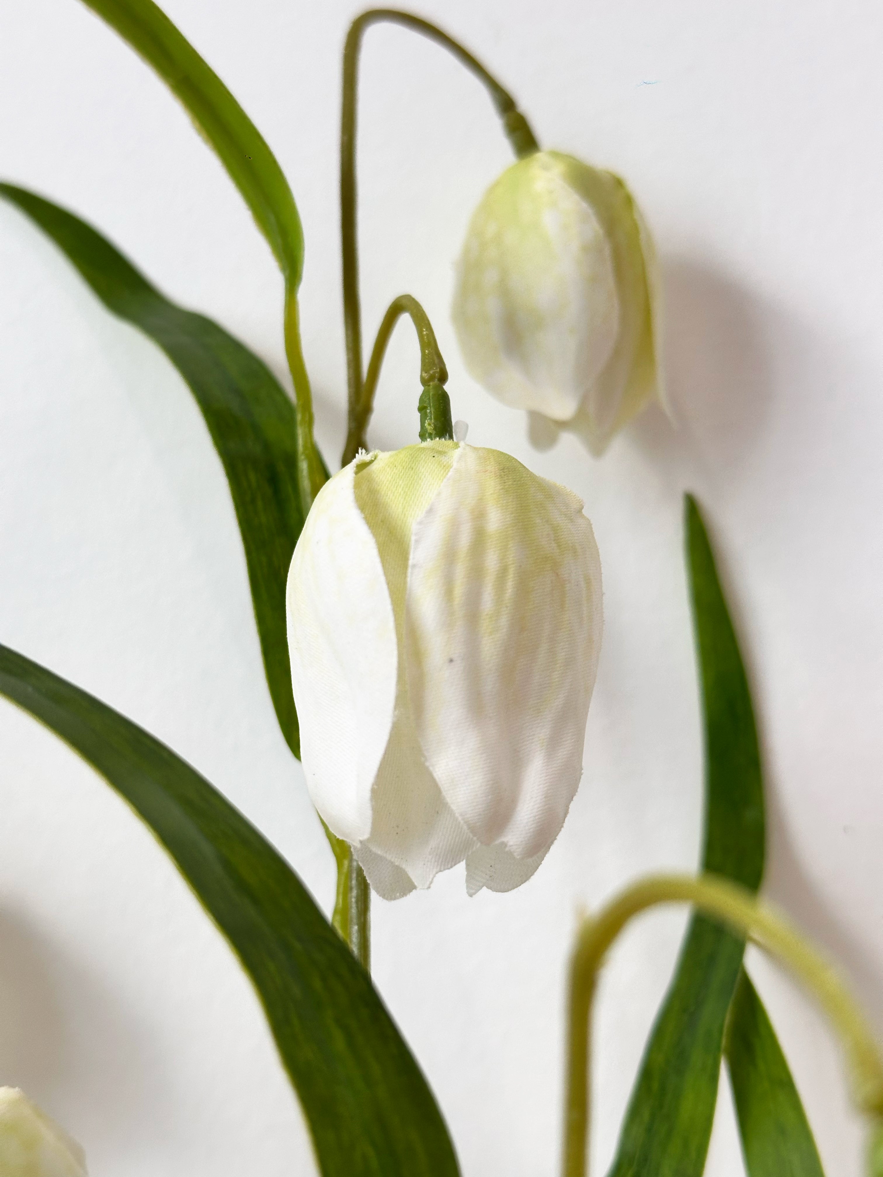 Elegant White Fritillaria Stem - White