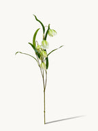 Green Checkered Fritillaria Stem