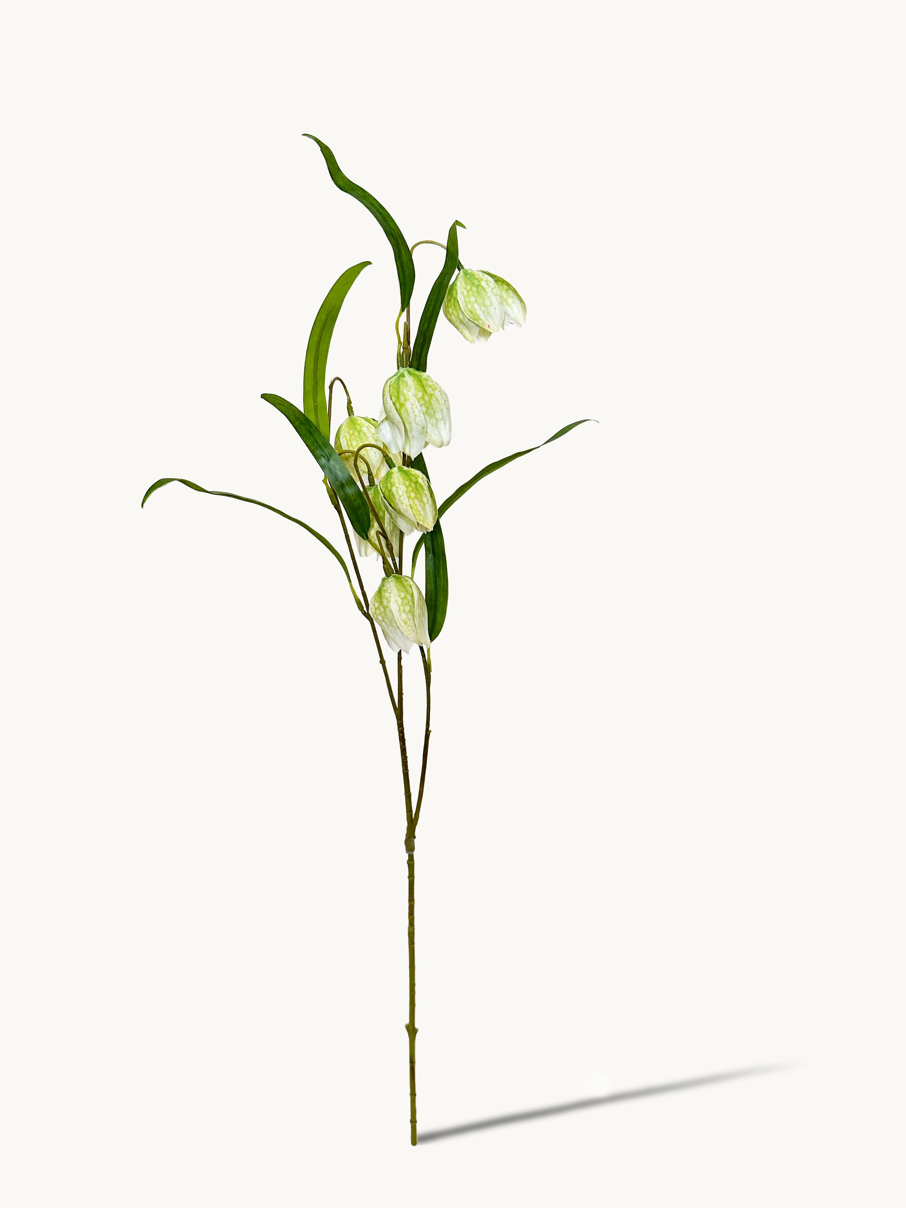 Green Checkered Fritillaria Stem