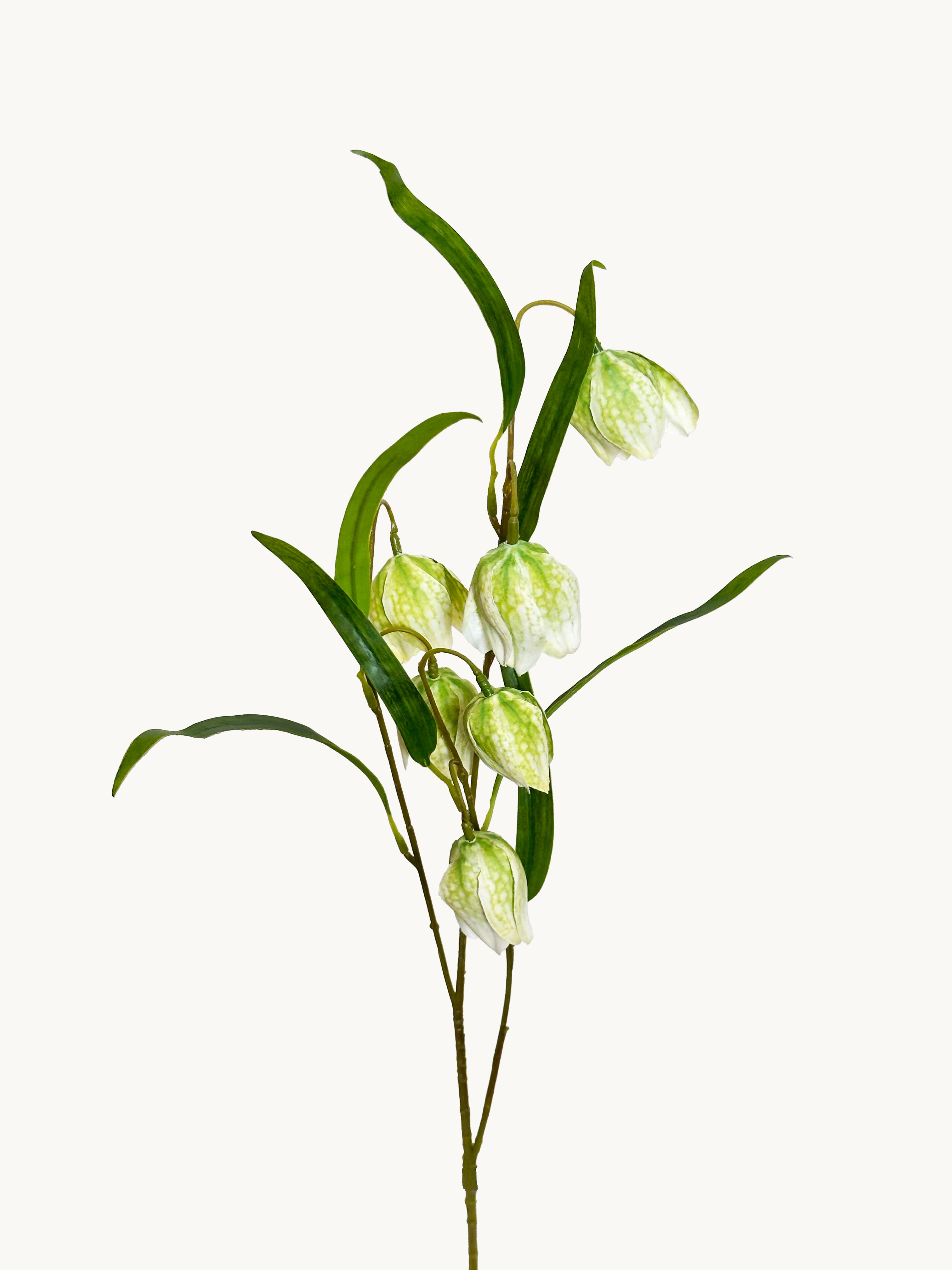Green Checkered Fritillaria Stem