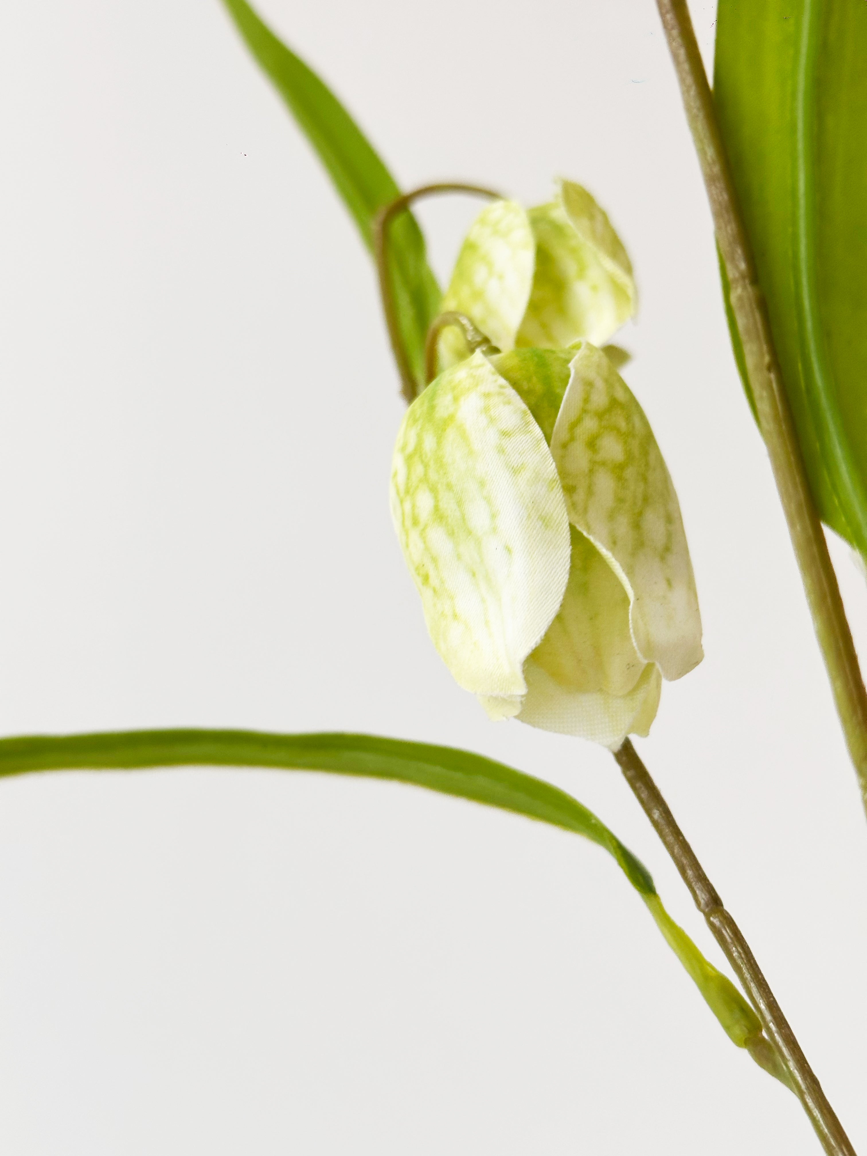 Green Checkered Fritillaria Stem