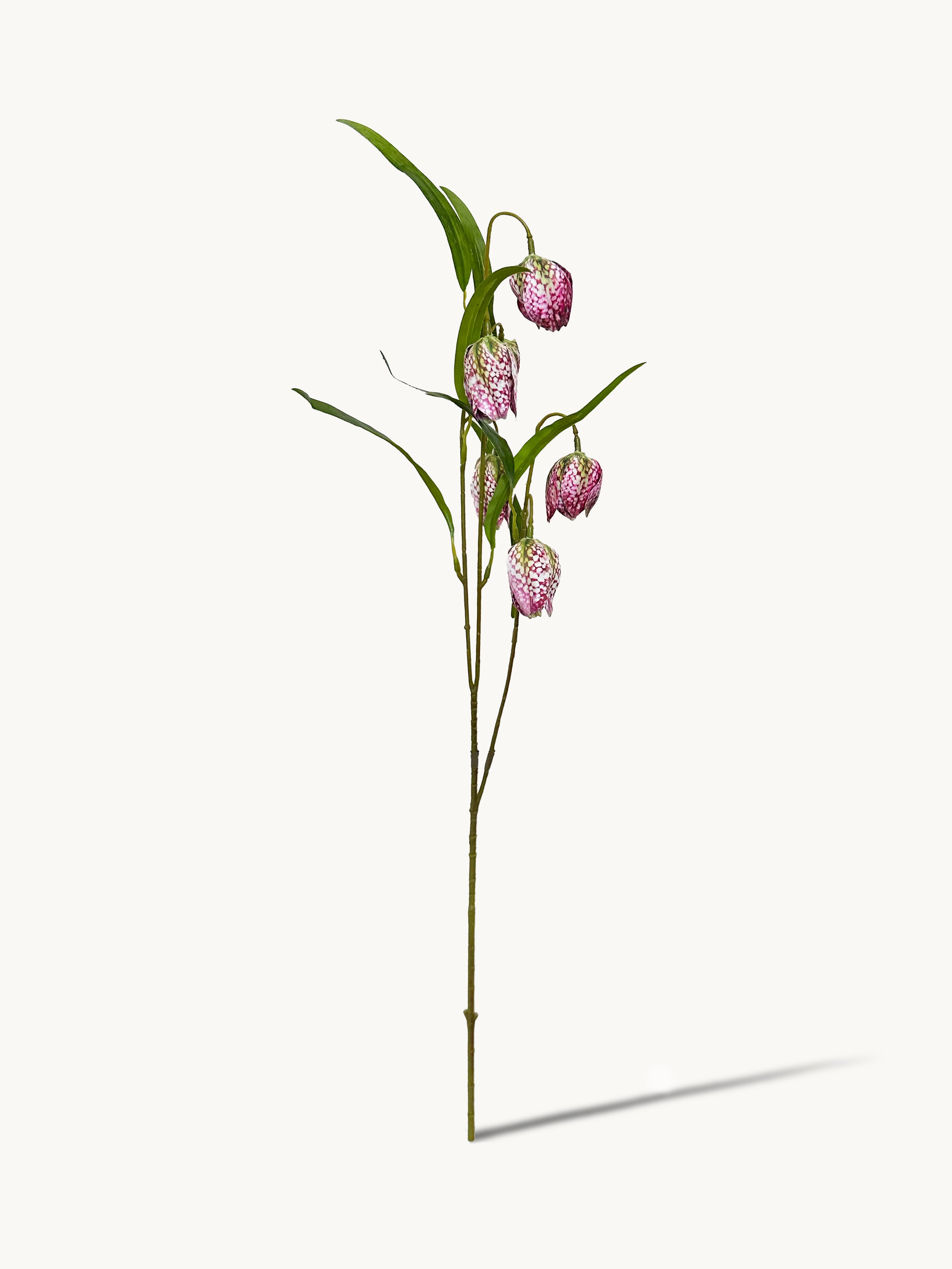 Purple Checkered Fritillaria Stem