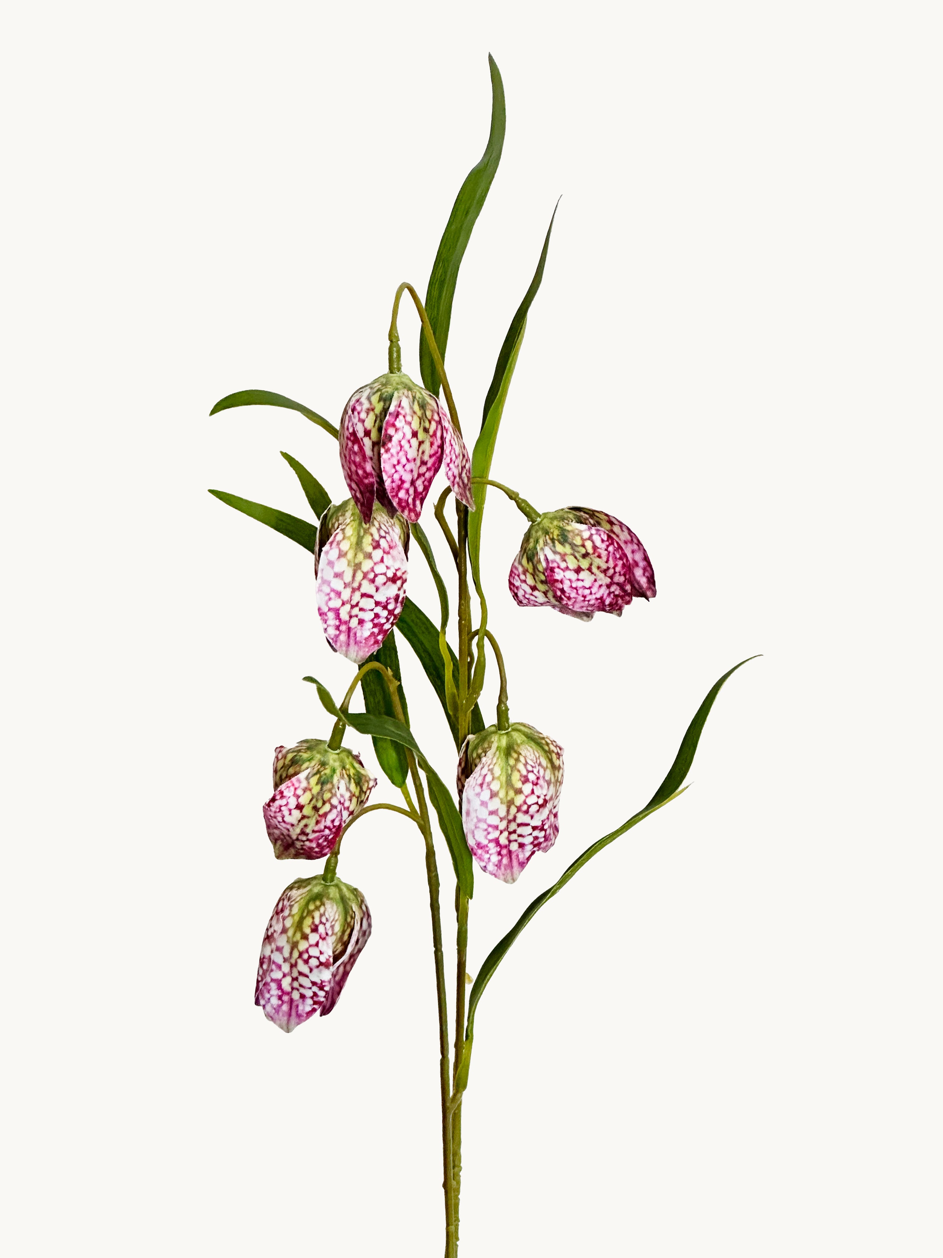 Purple Checkered Fritillaria Stem