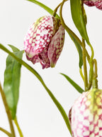 Purple Checkered Fritillaria Stem