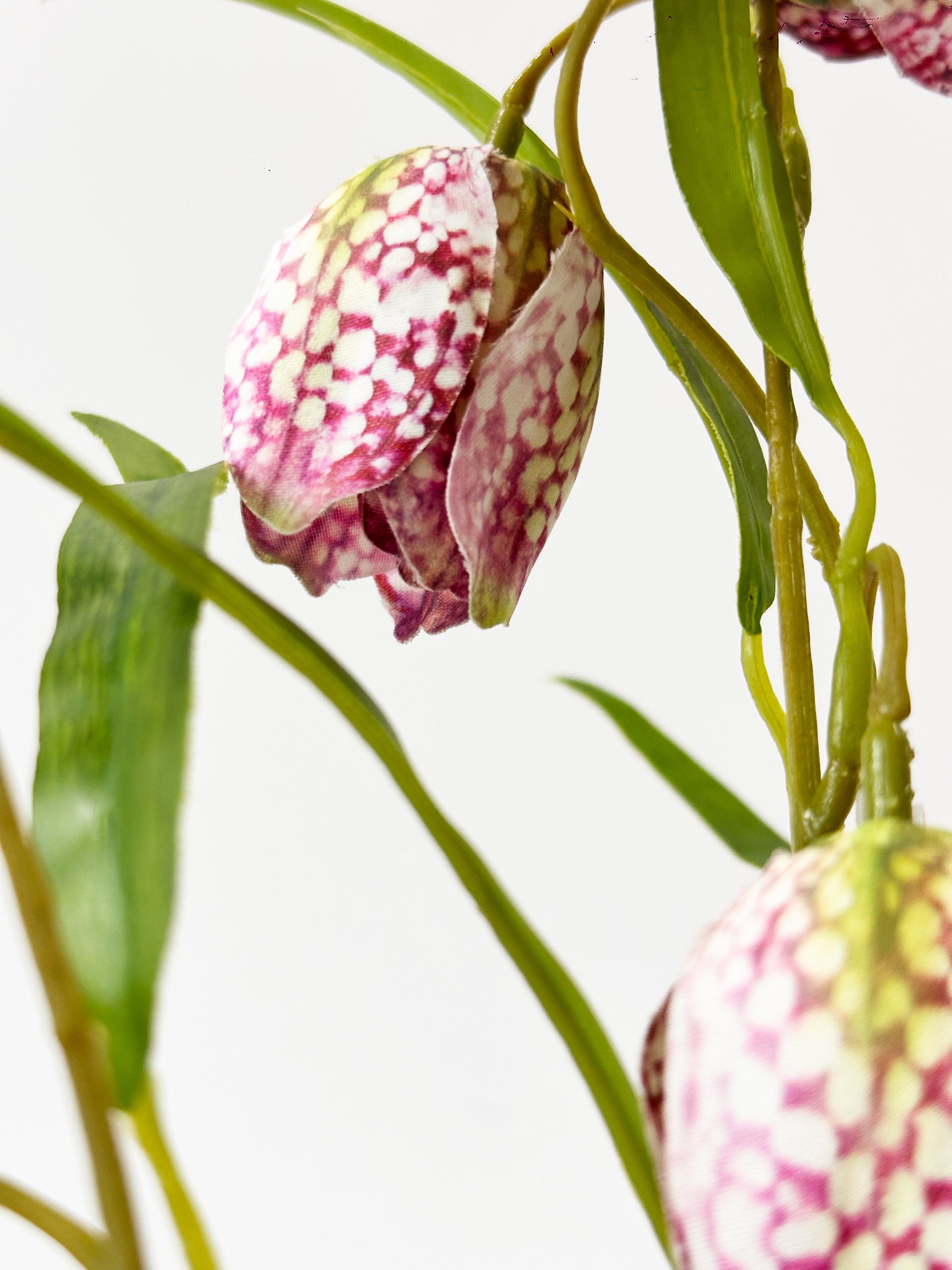 Purple Checkered Fritillaria Stem