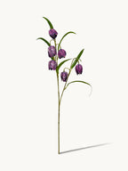 Dark Purple Fritillaria Stem