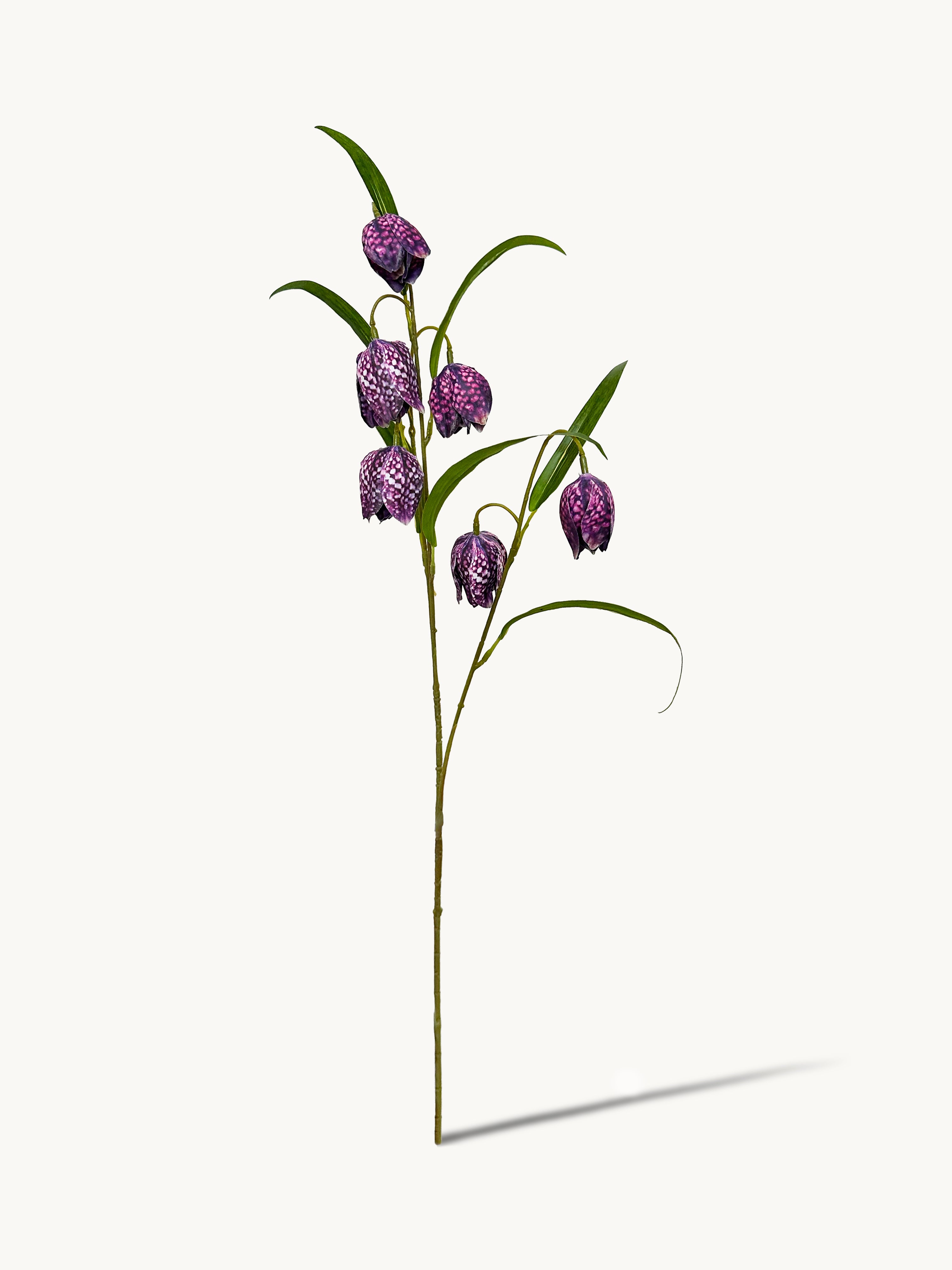 Dark Purple Fritillaria Stem