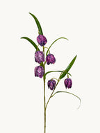 Dark Purple Fritillaria Stem
