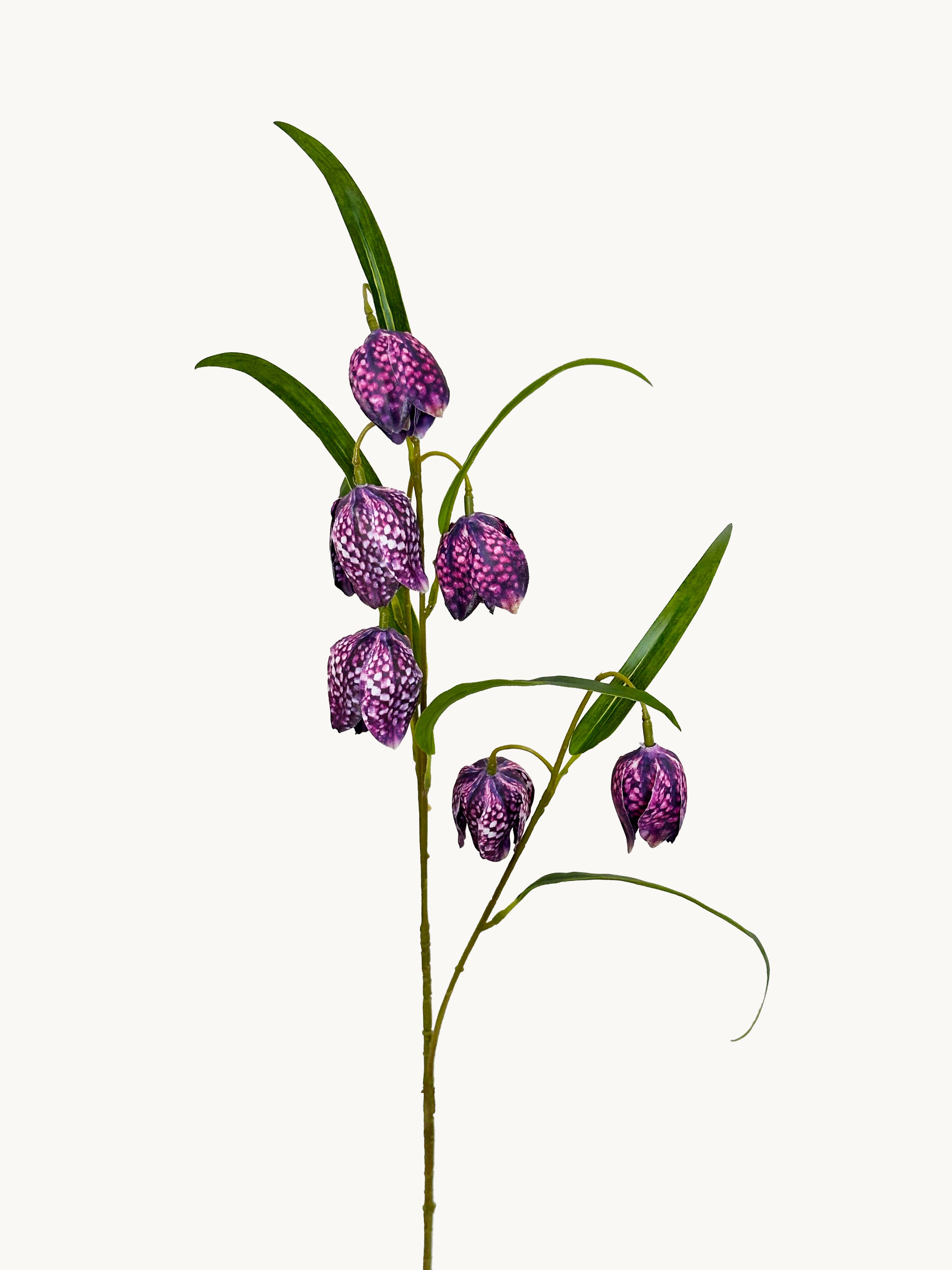 Dark Purple Fritillaria Stem