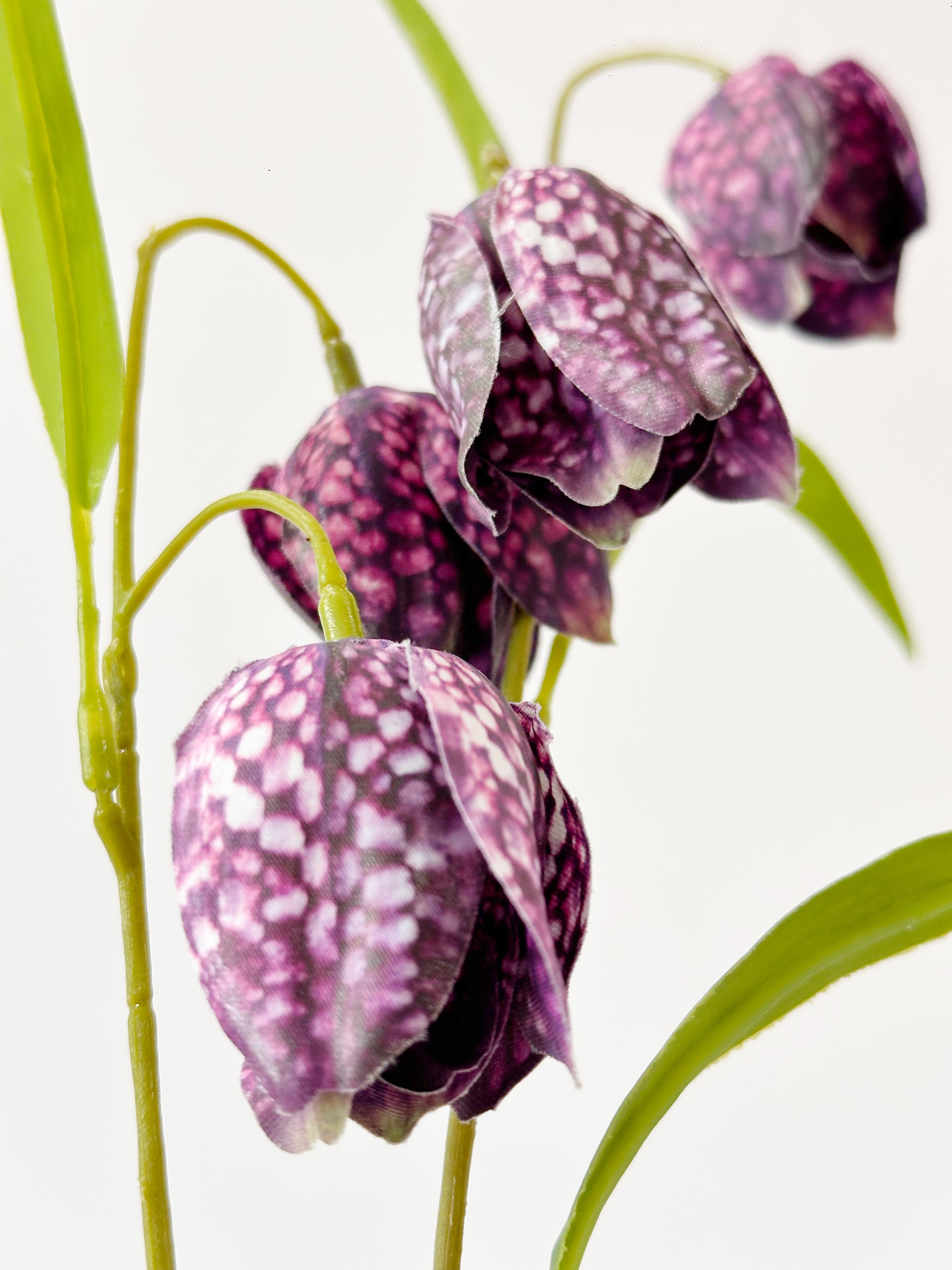 Dark Purple Fritillaria Stem