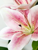 Amaranton 30" Realistic 5 - Bloom Lily - Peach