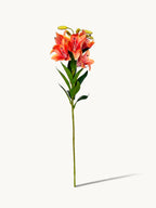 Amaranton 30" Realistic 5 - Bloom Lily - Orange