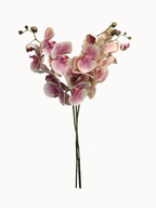 Amaranton 39.4" Real Touch Moth Orchid with 6 Blooms and 1 Bud - Pink