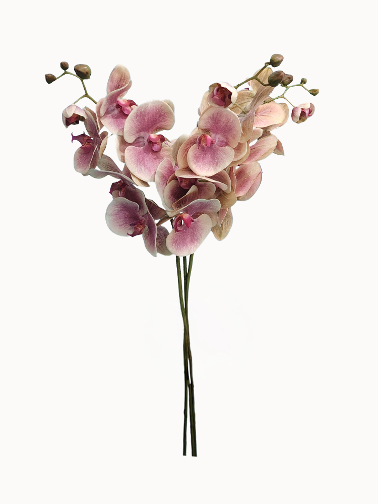 Amaranton 39.4" Real Touch Moth Orchid with 6 Blooms and 1 Bud - Pink