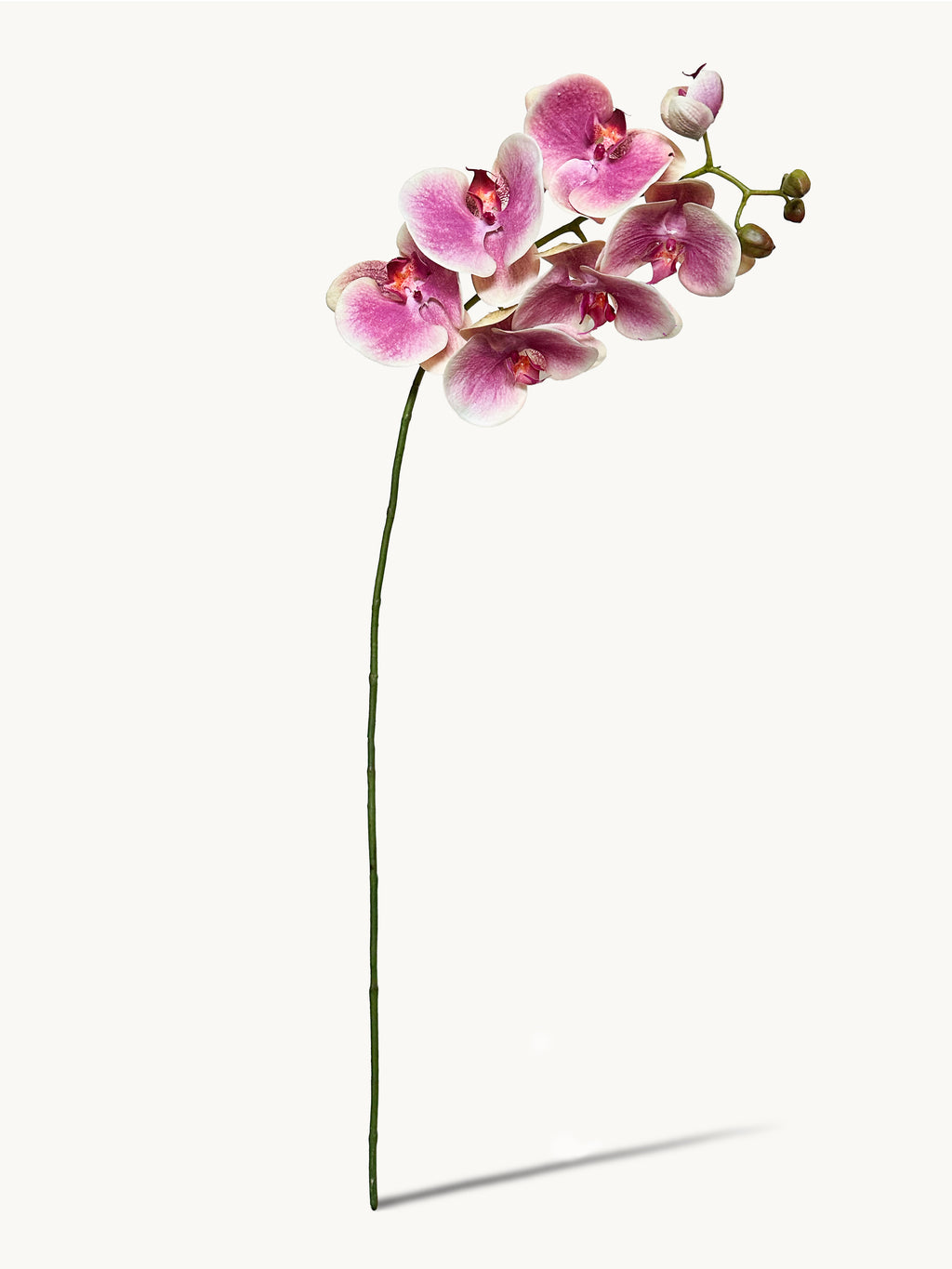 Amaranton 39.4" Real Touch Moth Orchid with 6 Blooms and 1 Bud - Pink