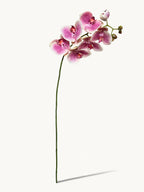 Amaranton 39.4" Real Touch Moth Orchid with 6 Blooms and 1 Bud - Pink
