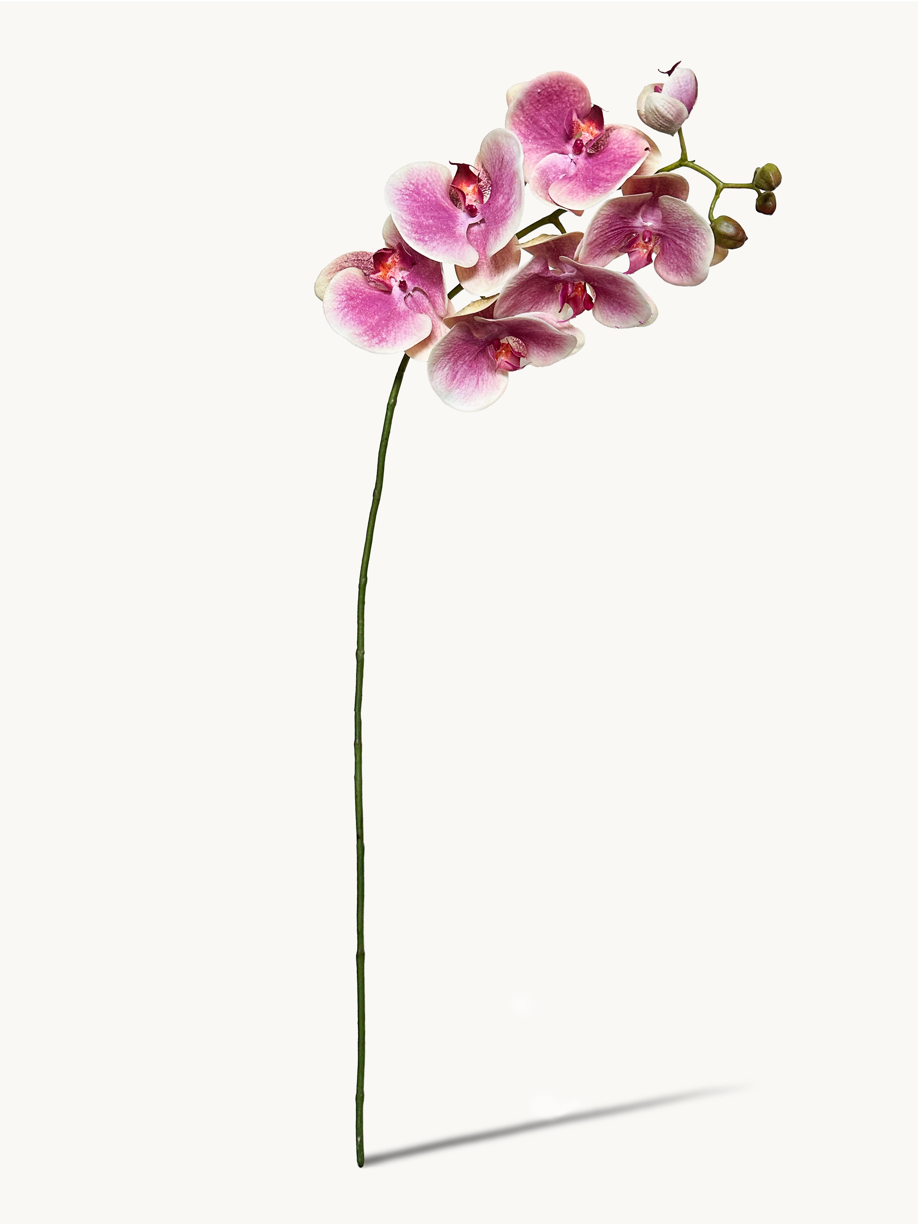 Amaranton 39.4" Real Touch Moth Orchid with 6 Blooms and 1 Bud - Pink